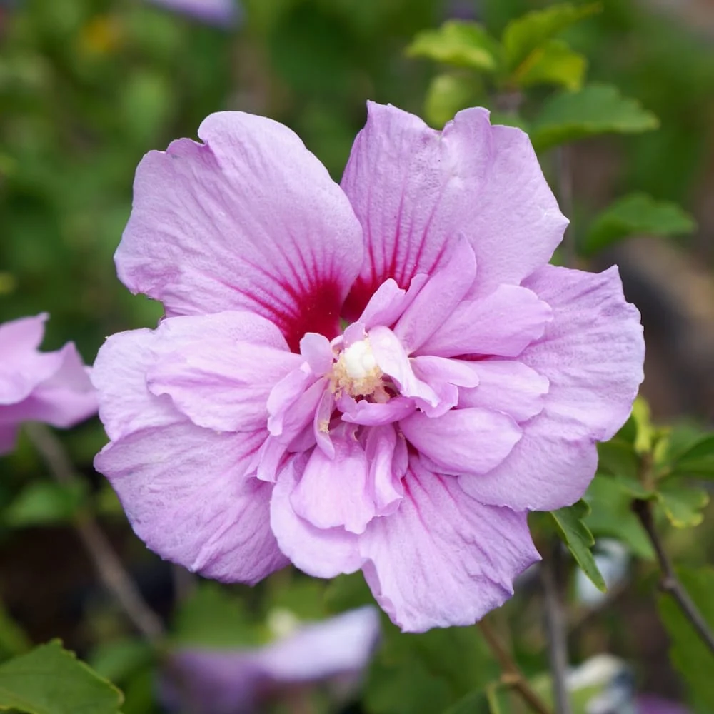 Hibiscus syriacus 'Lavender Ciffon’ (’Notwoodone’) – de gradina, floarea dubla