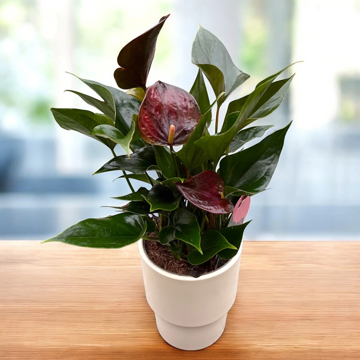 Anthurium Black Paris – flori spectaculoase
