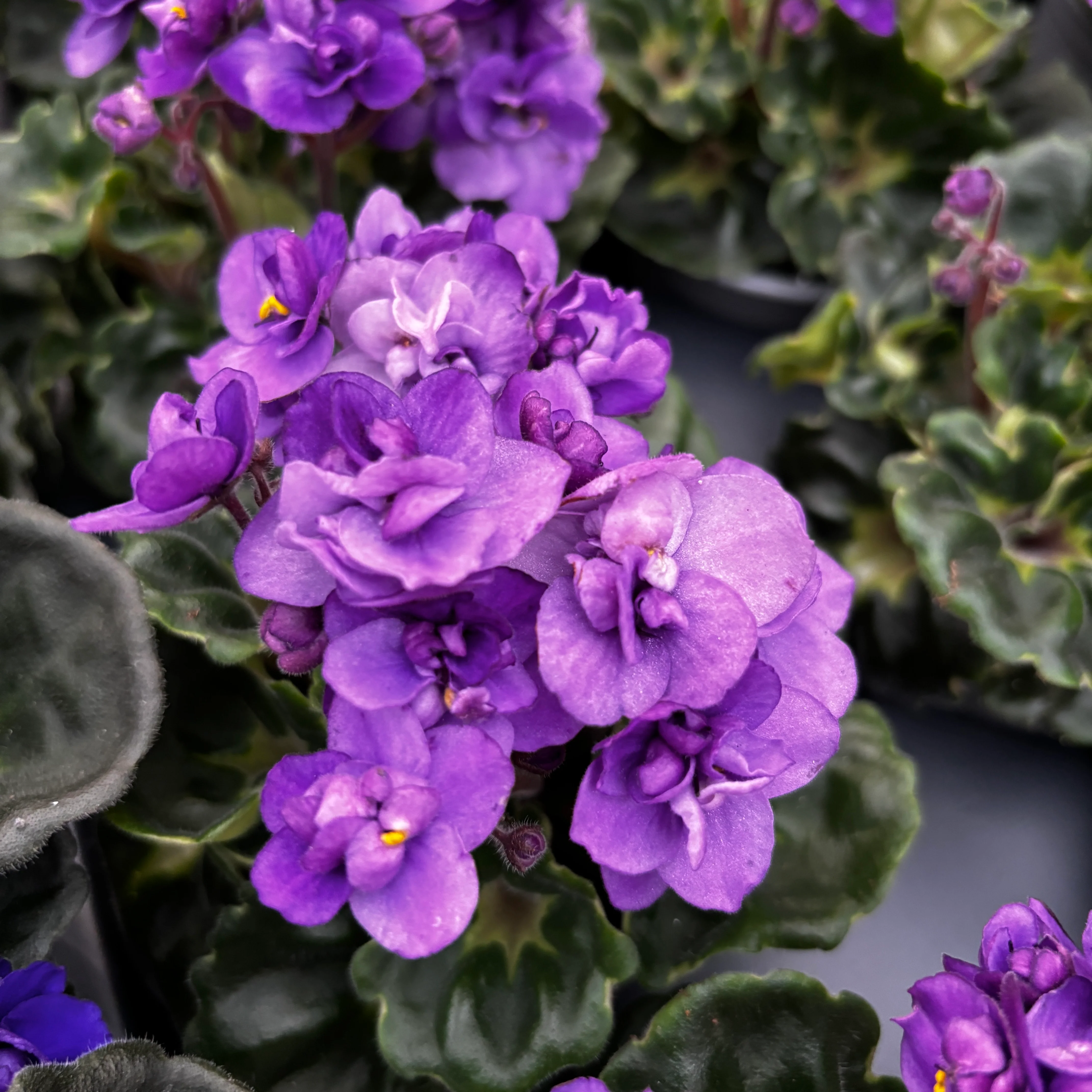 Saintpaulia Rococo Purple – Violete de Parma cu flori duble