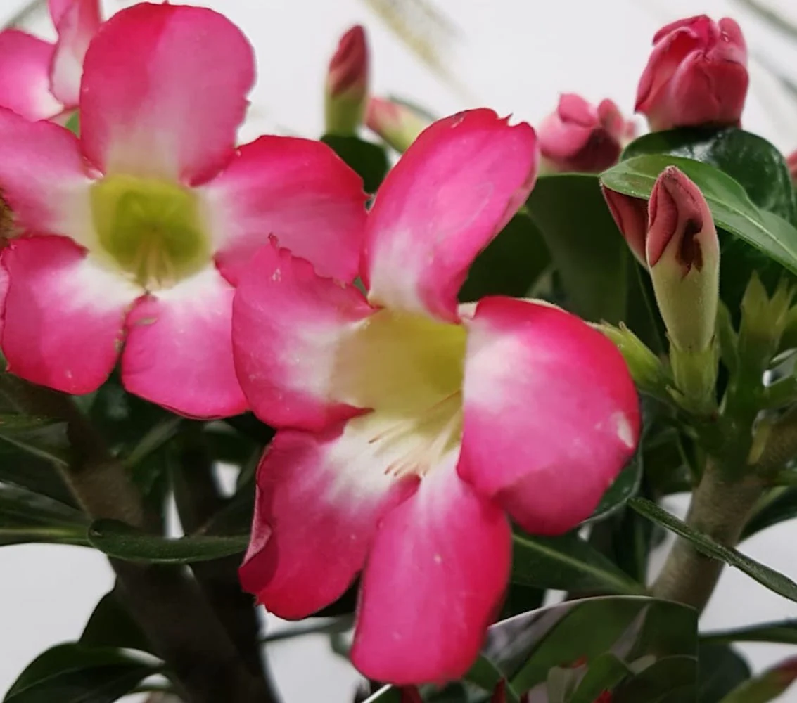 Trandafirul desertului roz – Adenium Obesum Eva