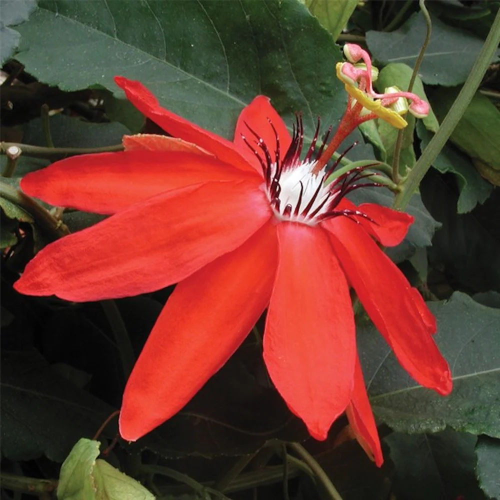 Passiflora vitifolia rosie – floarea pasiunii (fara flori)