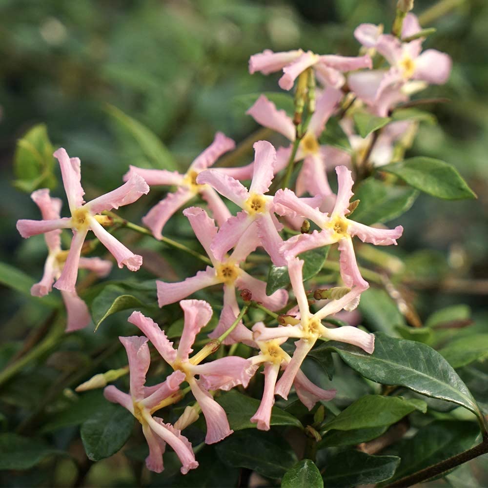 Trachelospermum jasminoides ‘Pink Showers’ – iasomie stelara cu flori roz, parfum delicat