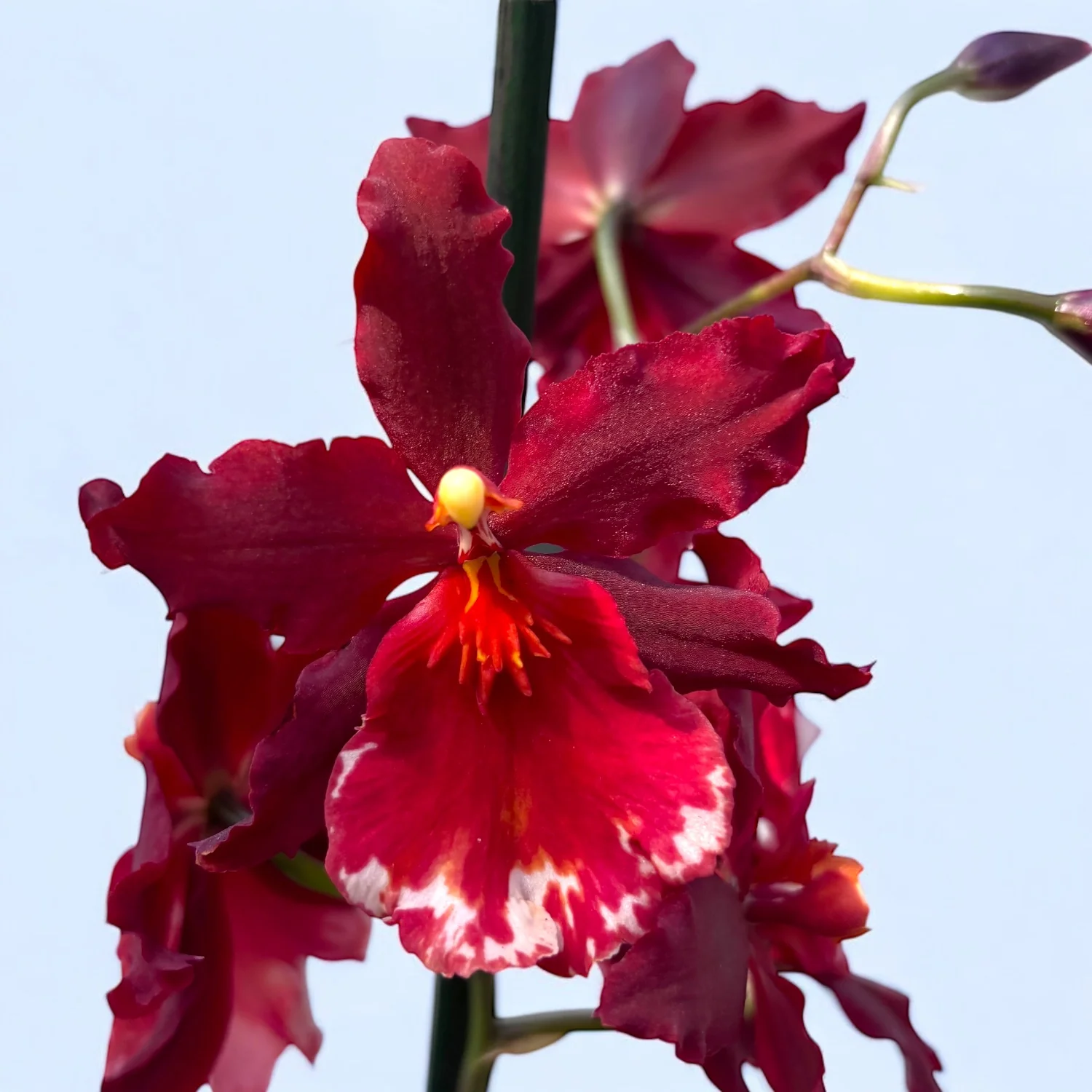 Vuylstekeara Senorita Roja