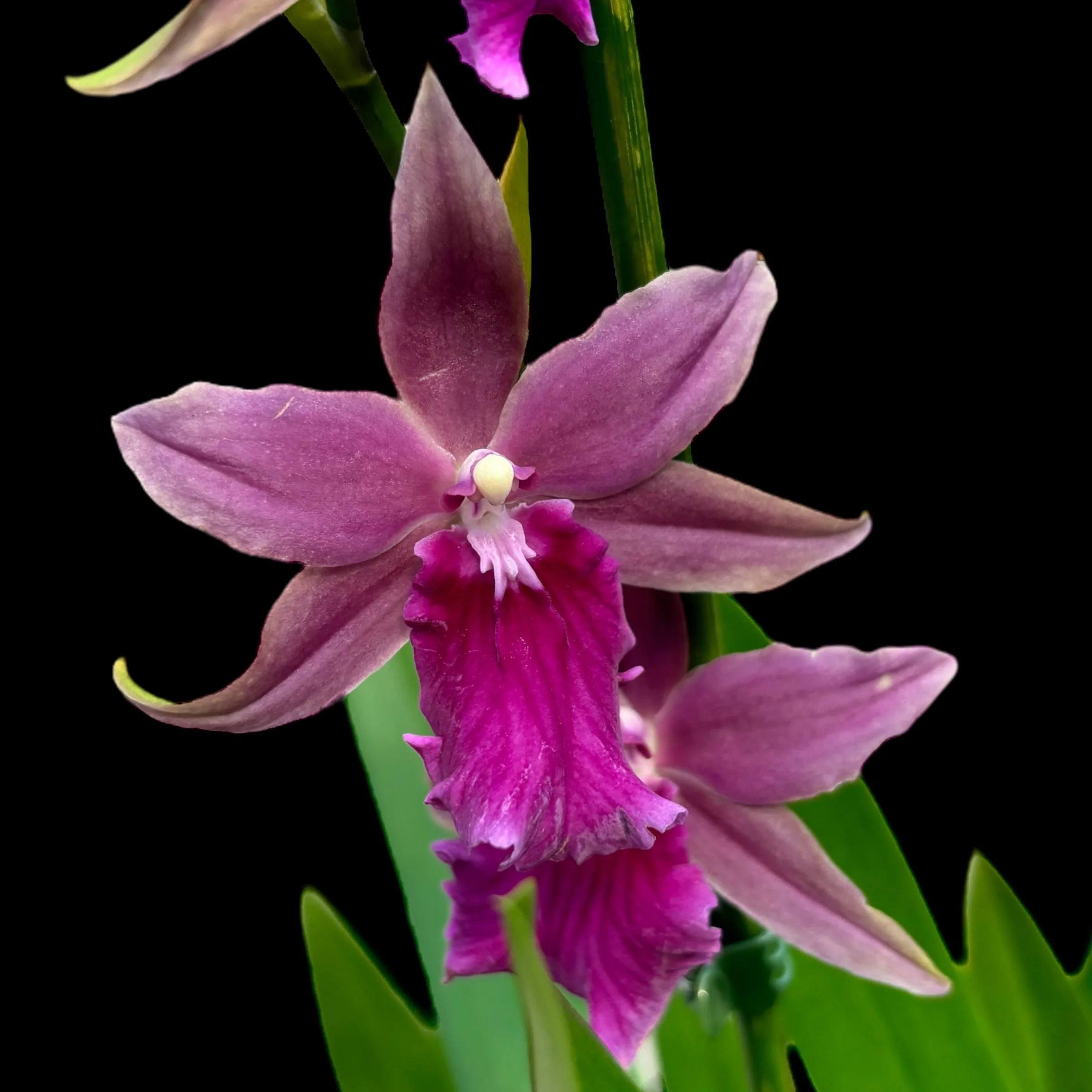 Miltonia Honolulu Warne’s Best – flori parfumate, exemplare dezvoltate
