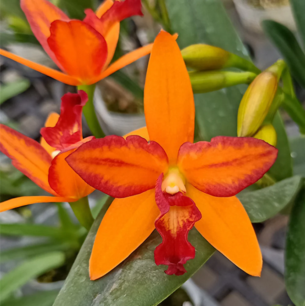 Rth. Sinfong Jewel