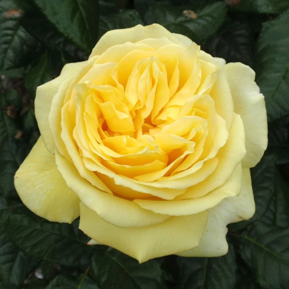 Rosa ‘Diamonds Forever’® – Trandafir teahibrid, puternic parfumat (Parfum de Nature collection)