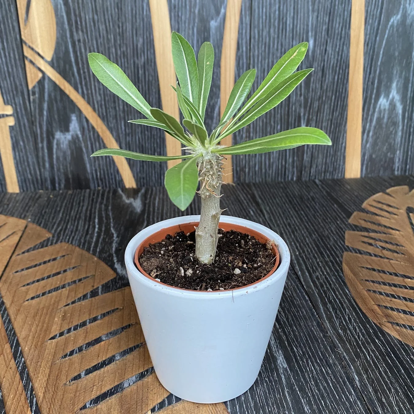 Pachypodium Densiflorum