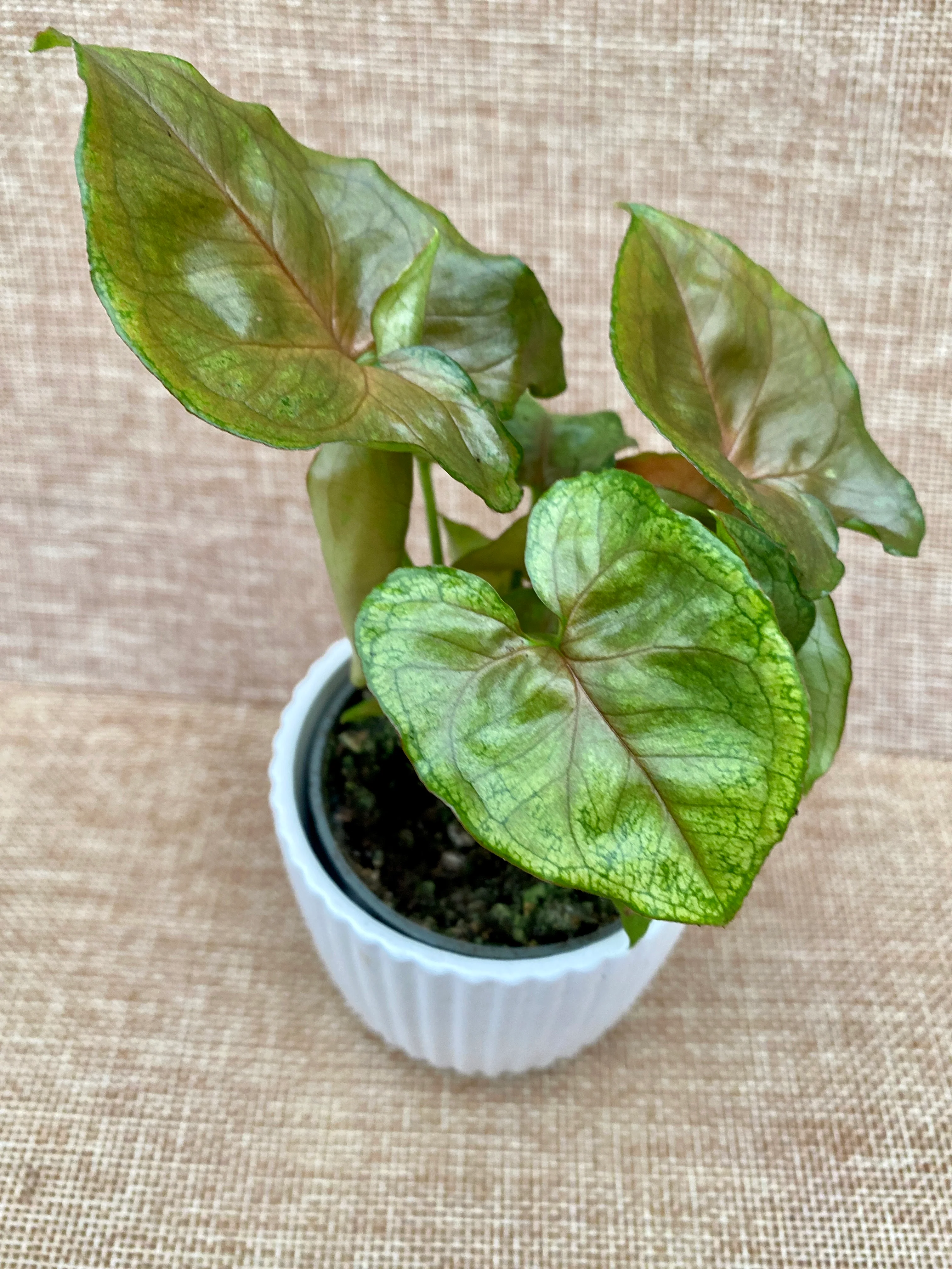 Syngonium podophyllum 'Berry Allusion’ (babyplant)
