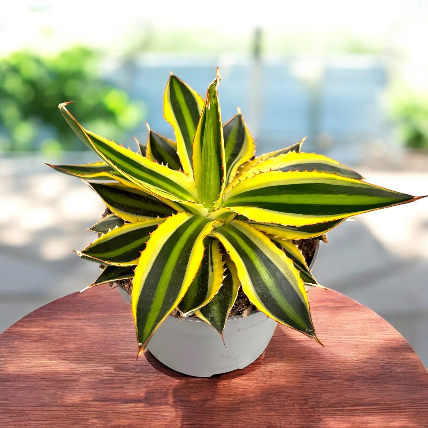 Agave lophantha 'Quadricolor’ – suculenta compacta, cu frunzis spectaculos variegat