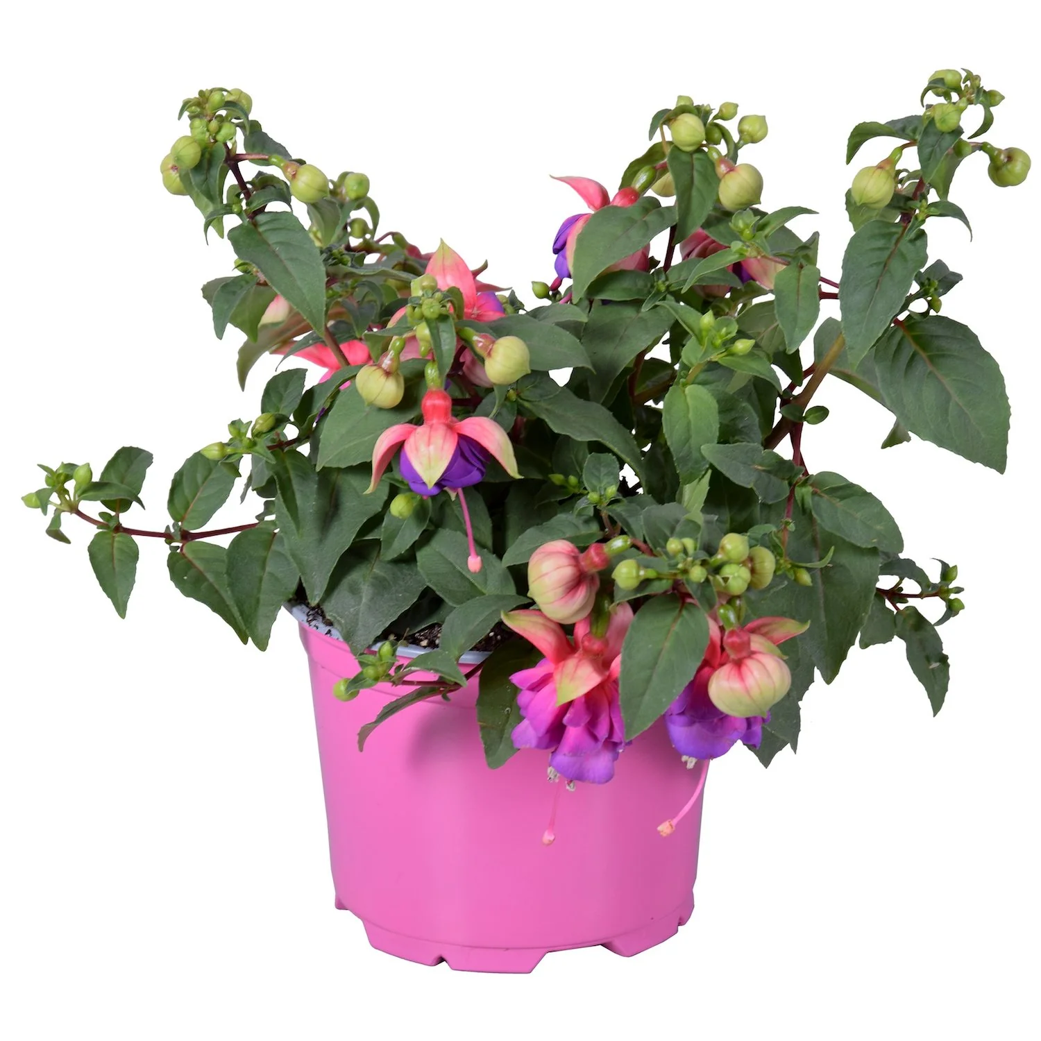 Fuchsia Bella 'Faya’ (cercelusi la ghiveci)