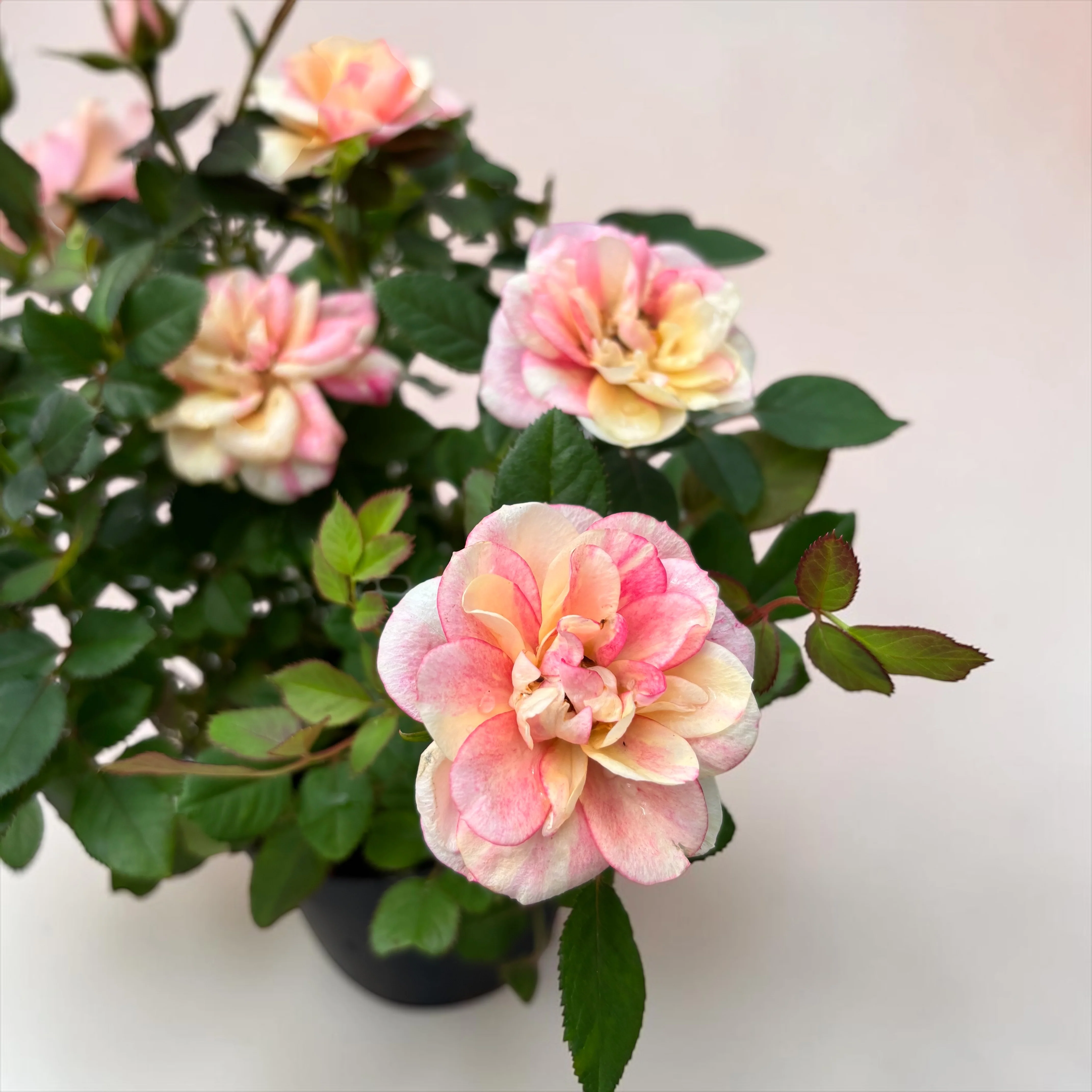 Rosa ‘Gosia’ – trandafir pitic bicolor, flori roz si crem