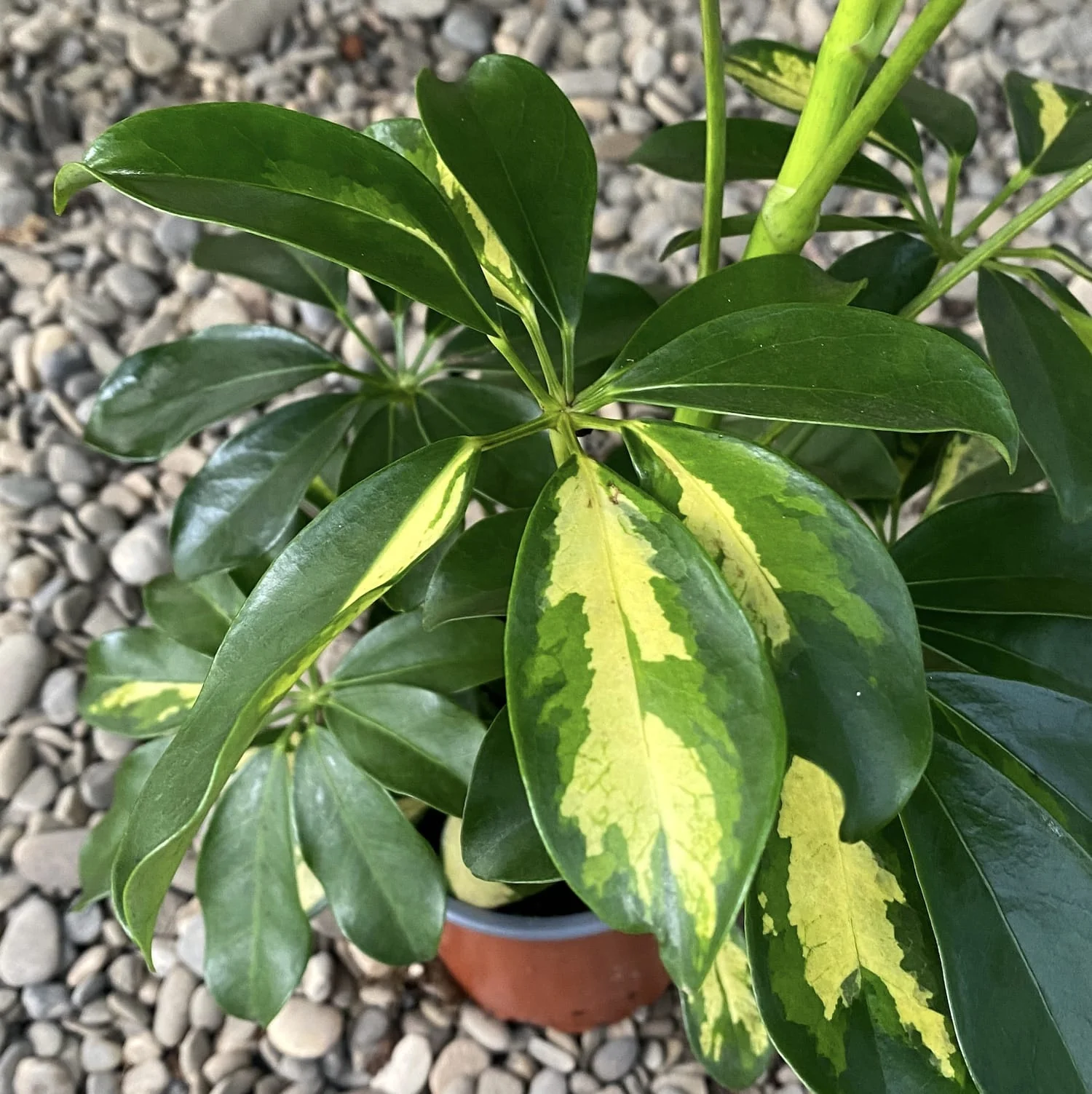 Schefflera arboricola Gold Capella – Arborele Umbrela