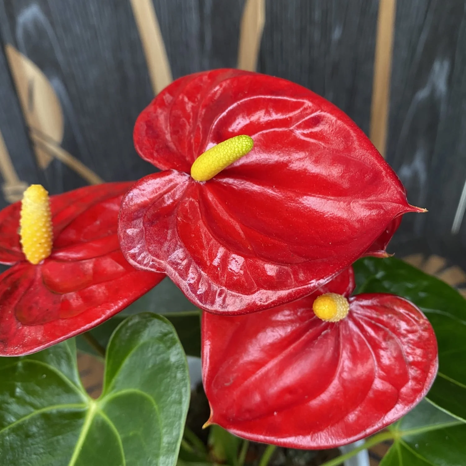 Anthurium 'Mauii Red’