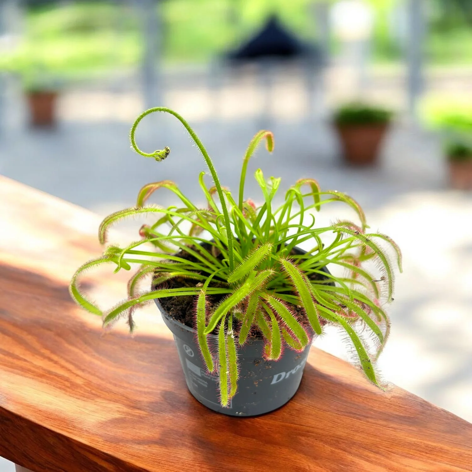 Drosera Capensis – Roua cerului D8