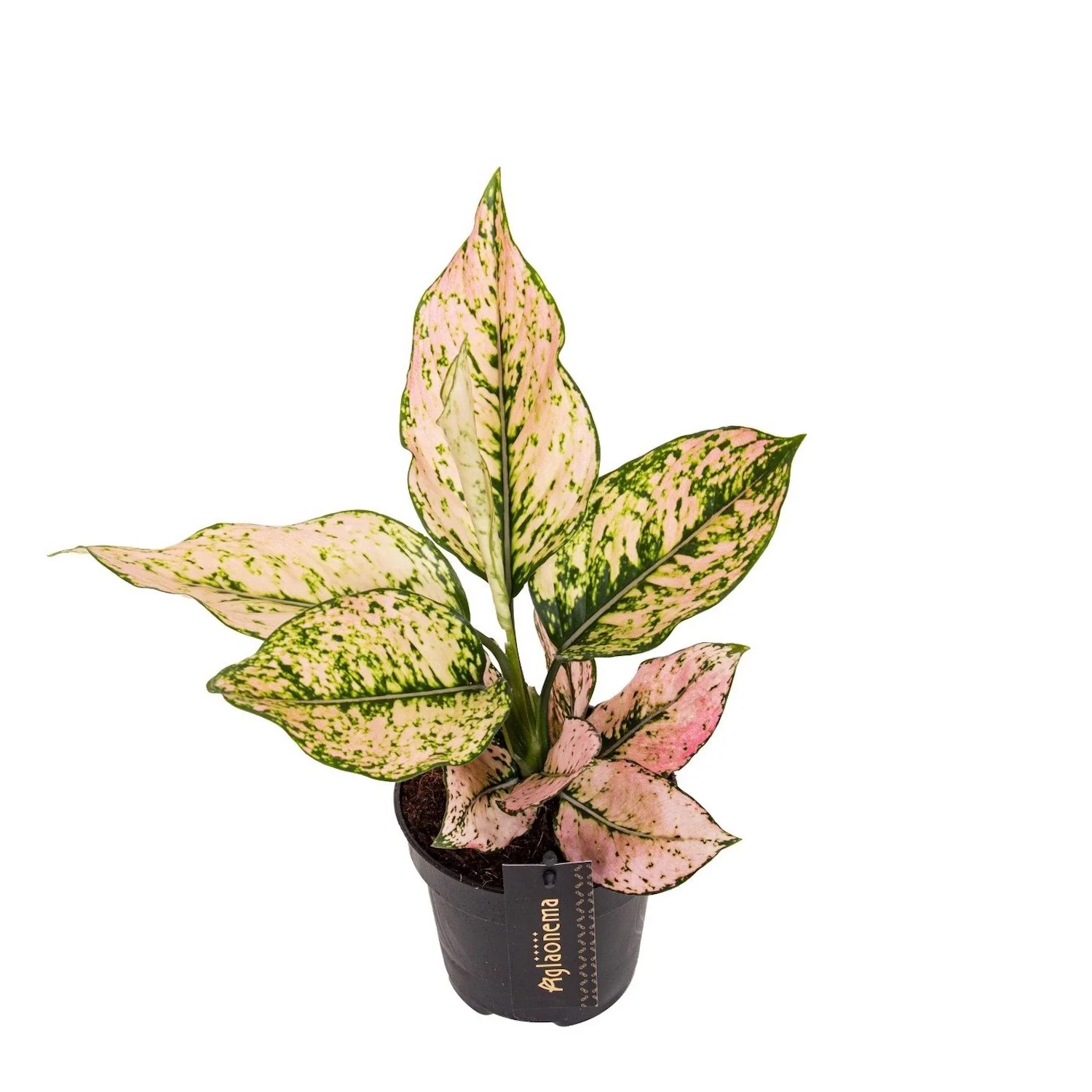 Aglaonema 'Rosy’