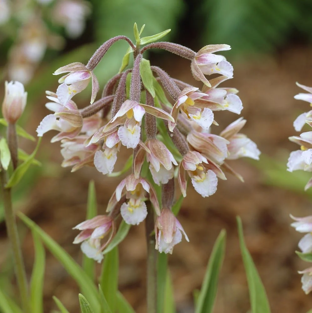 Epipactis palustris (Marsh Helleborine) – orhidee de gradina