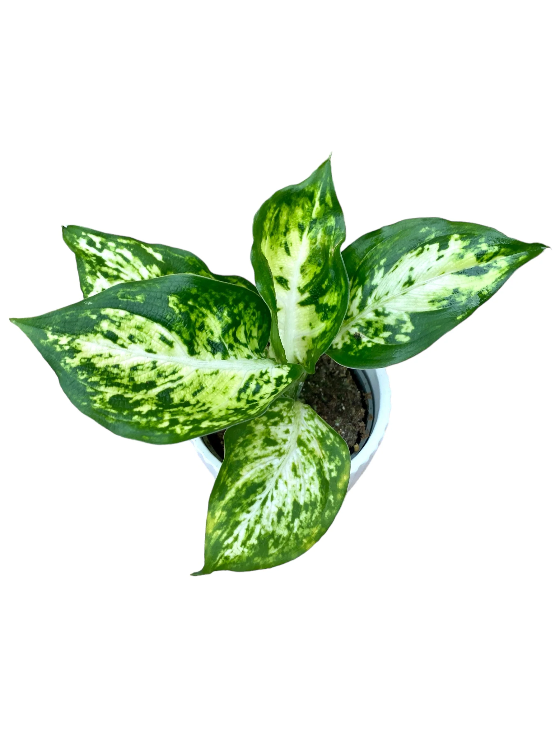 Dieffenbachia maculata 'Amy’ (babyplant)