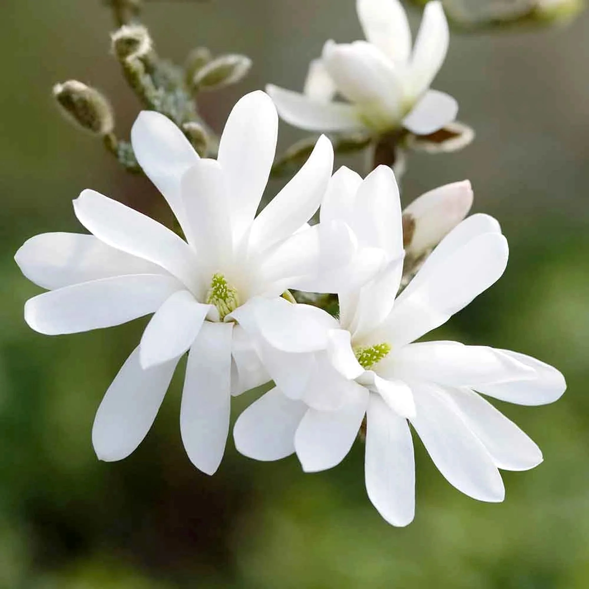 Magnolia Stellata – flori puternic parfumate (exemplare tinere)