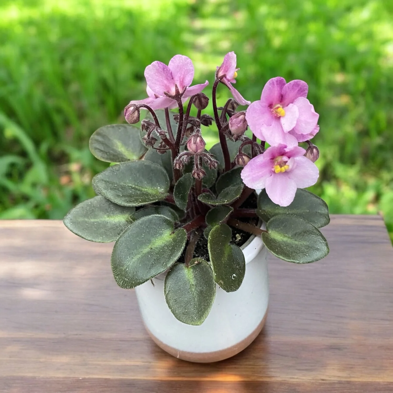Violete roz – Saintpaulia Jenny Rose (mini)
