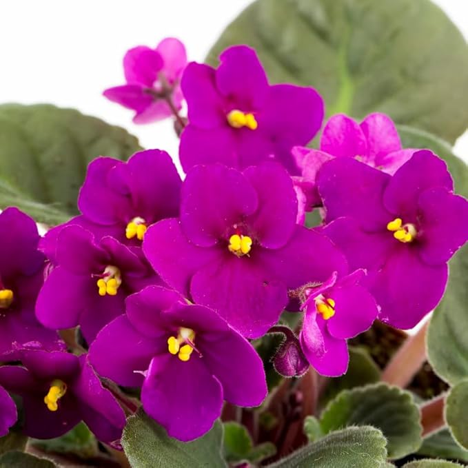 Violete africane – Saintpaulia Inova Spectra Fire