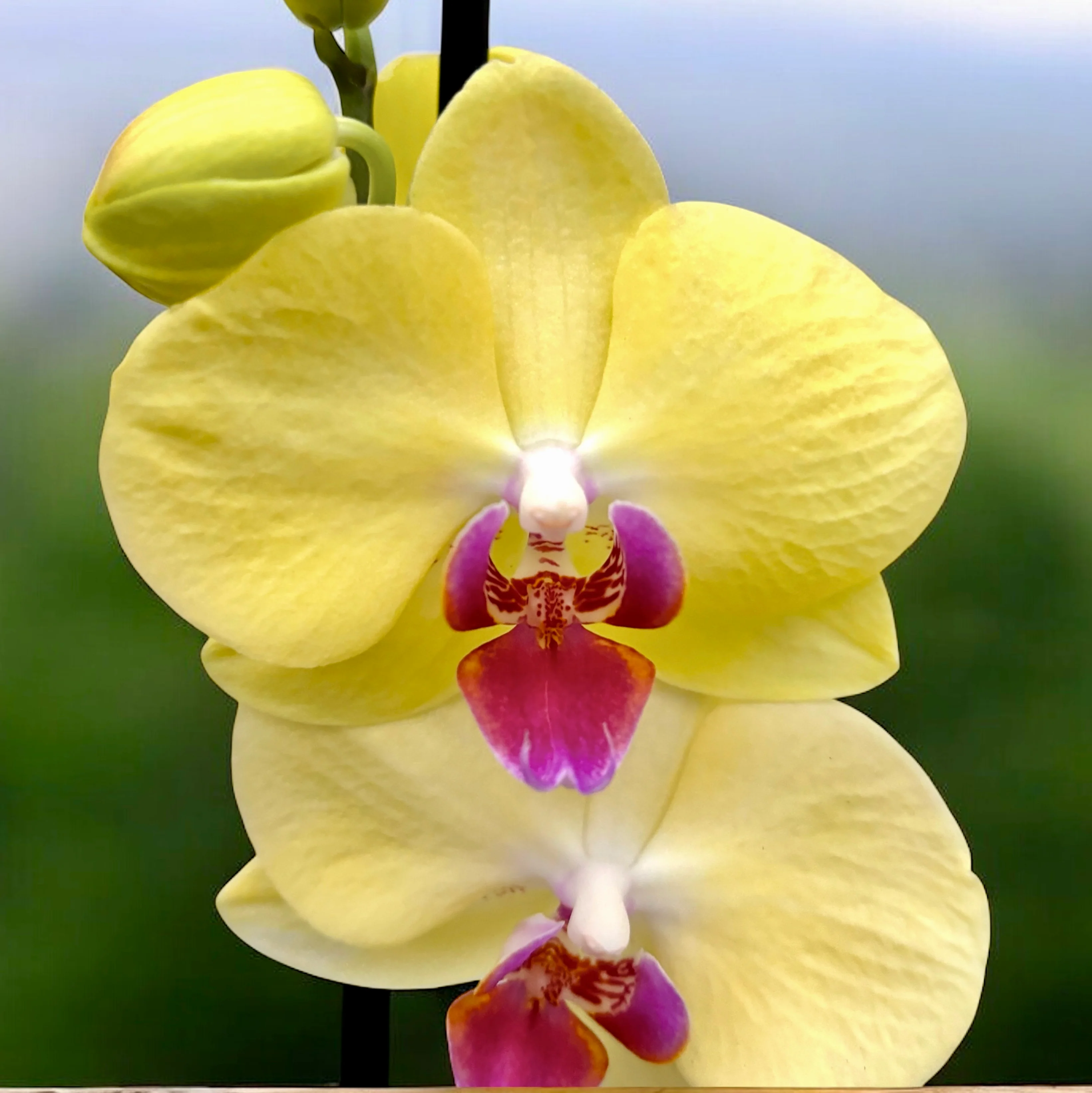 Phalaenopsis Fuller Sunset