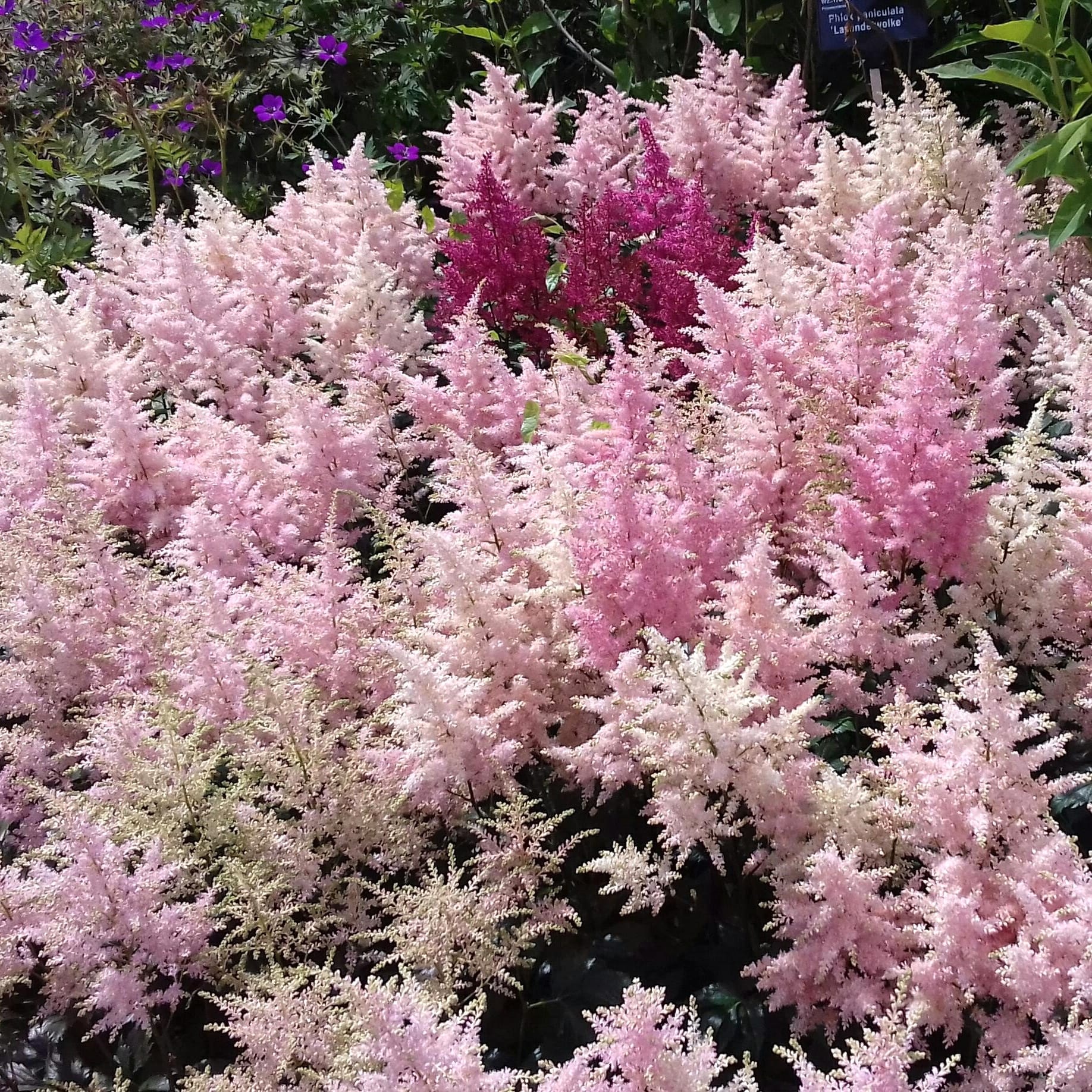 Astilbe 'Europa’ (Pink) – planta perena pentru o gradina de vis