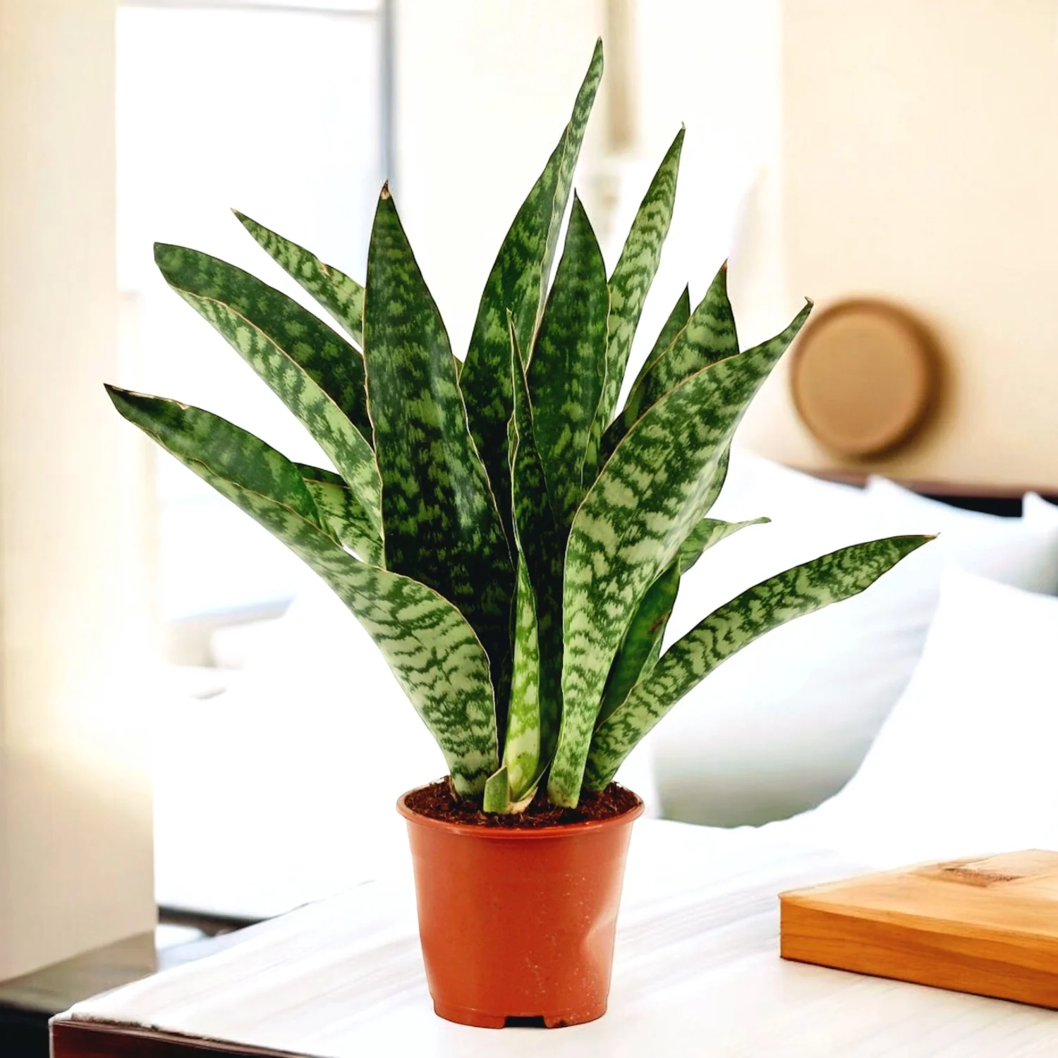 Sansevieria 'Aubrytiana Jaboa’