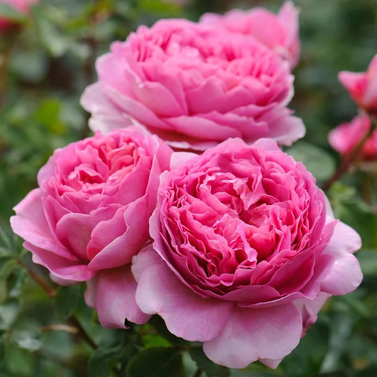 Rosa ‘Princess Alexandra of Kent’® – Trandafir englezesc, David Austin