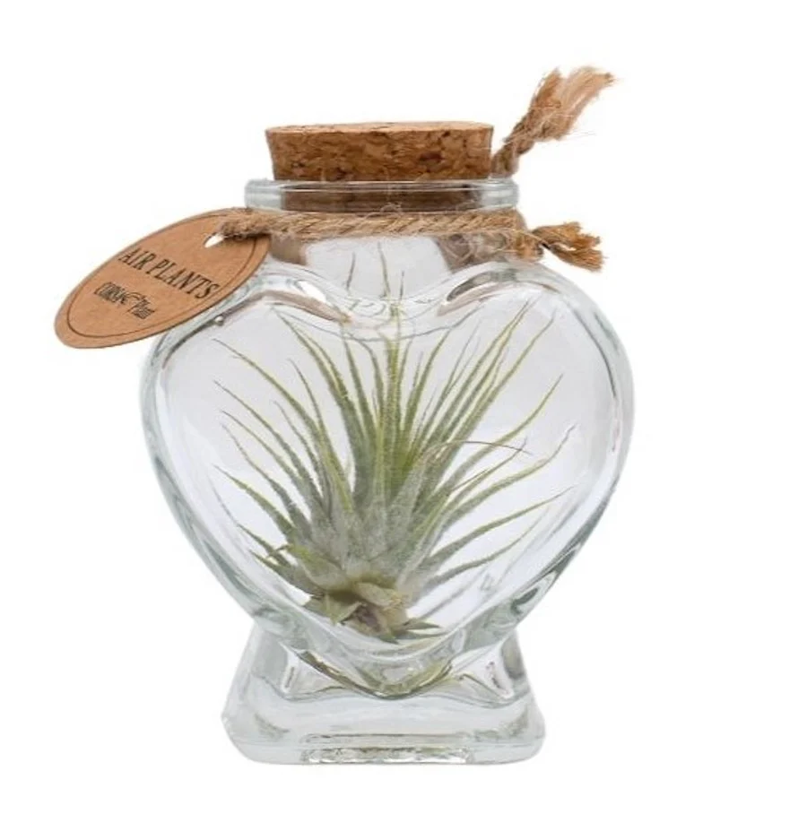 Terrarium 'Heart’ cu Tillandsia Air Plant (forma de inima)