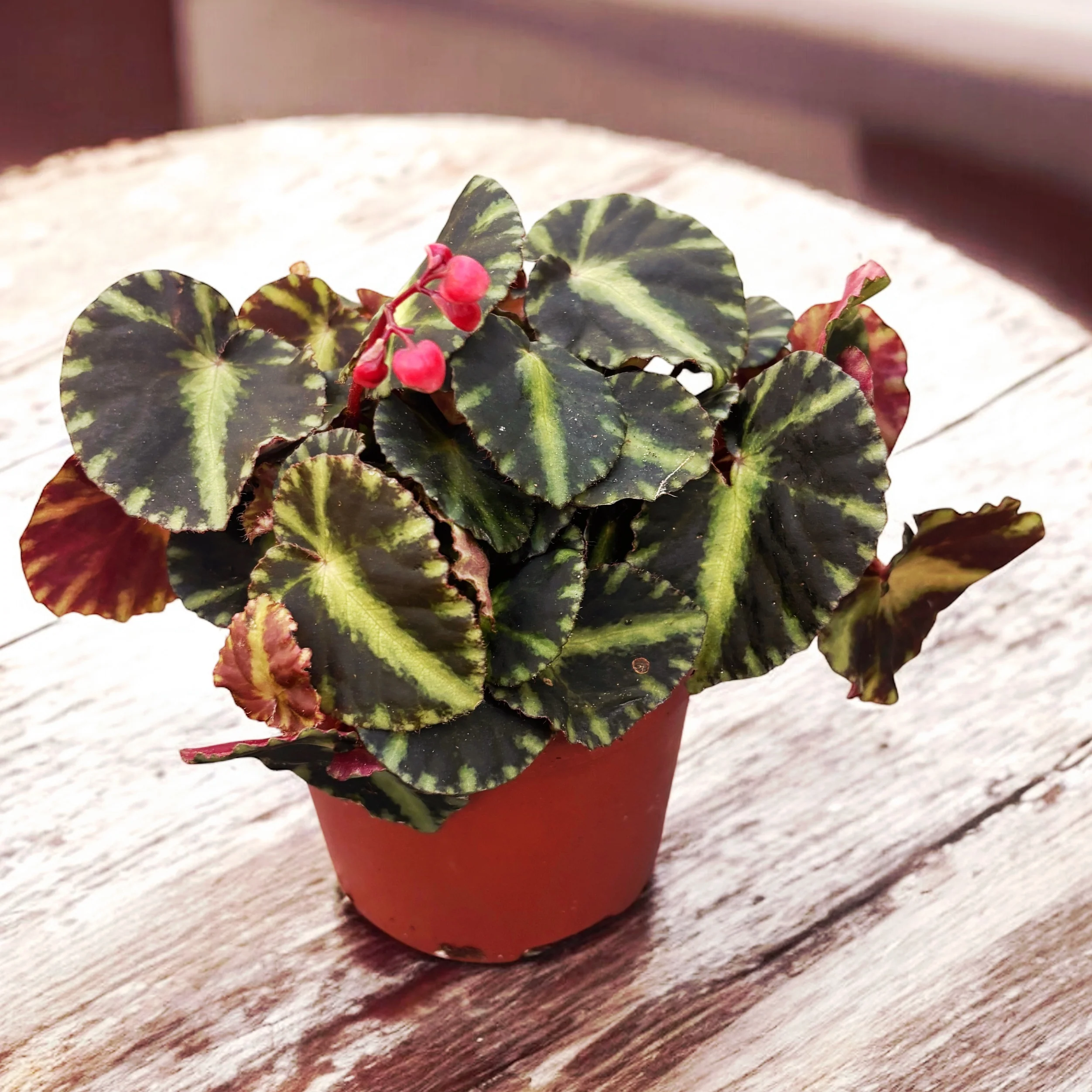Begonia 'Cleopatra’