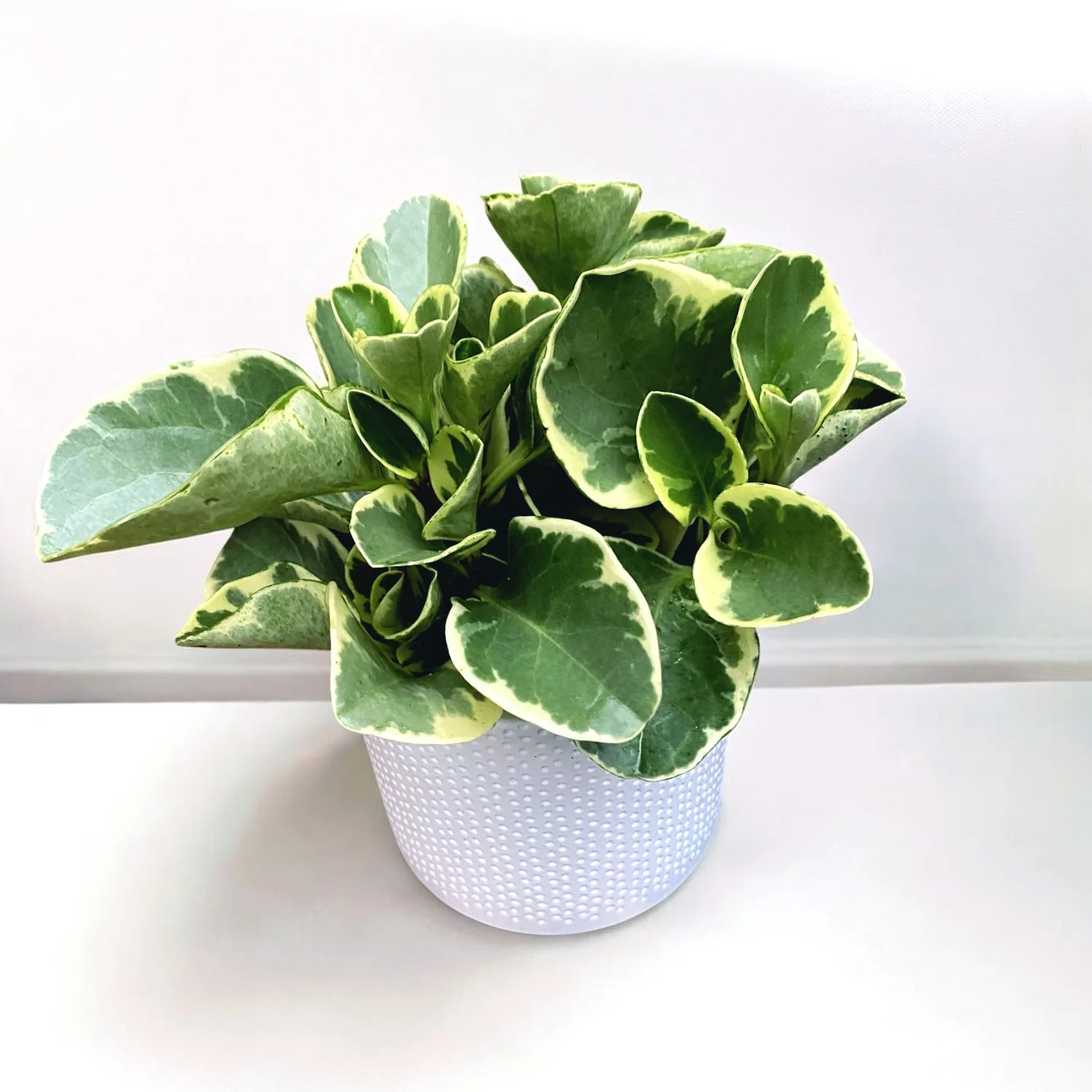 Peperomia obtusifolia 'Variegata’