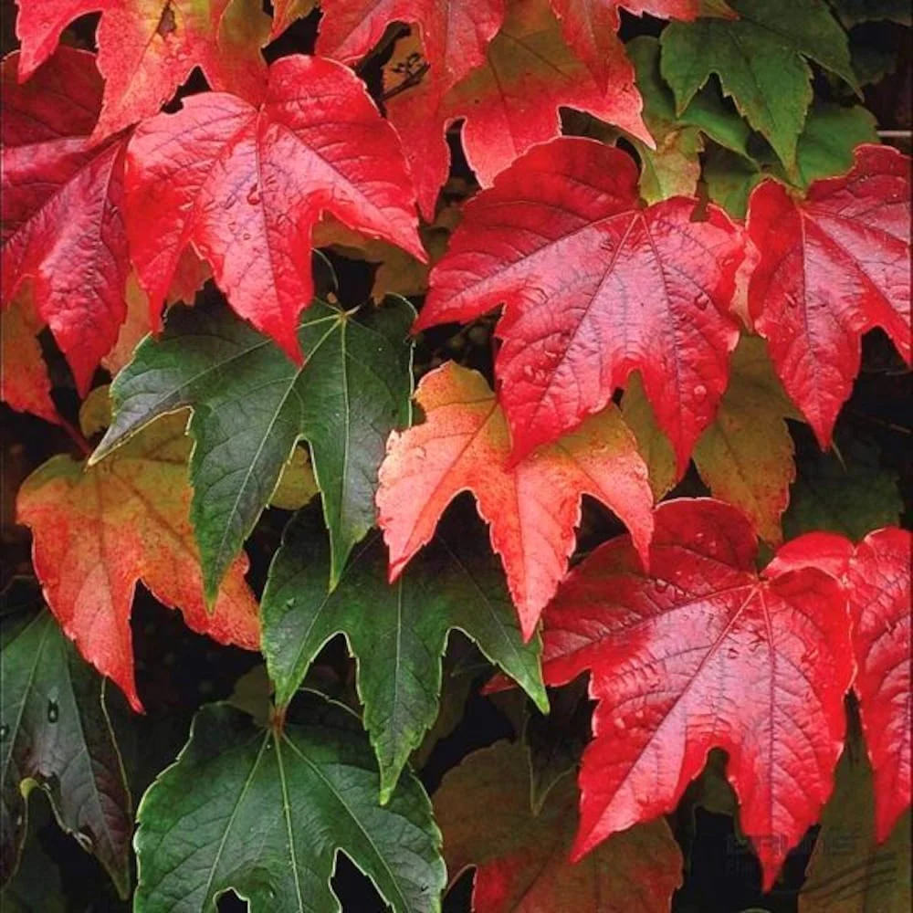 Parthenocissus tricuspidata 'Veitchii’ (Vita Canadiana)