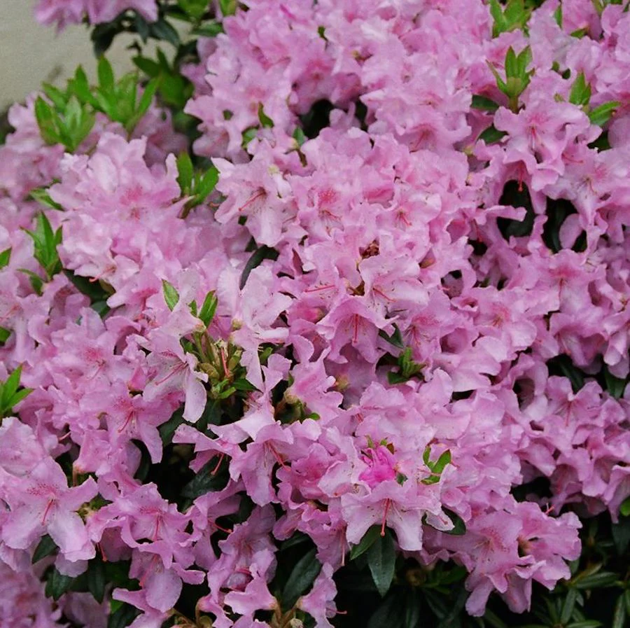 Rhododendron 'Robert Seleger’ – azalee de gradina cu flori roz