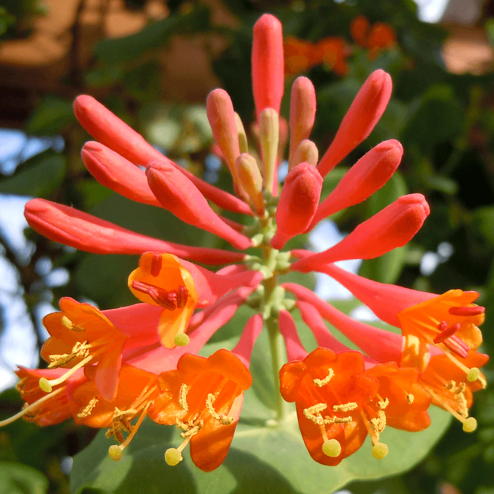 Lonicera brownii 'Dropmore Scarlet’ – Mana Maicii Domnului, Caprifoi
