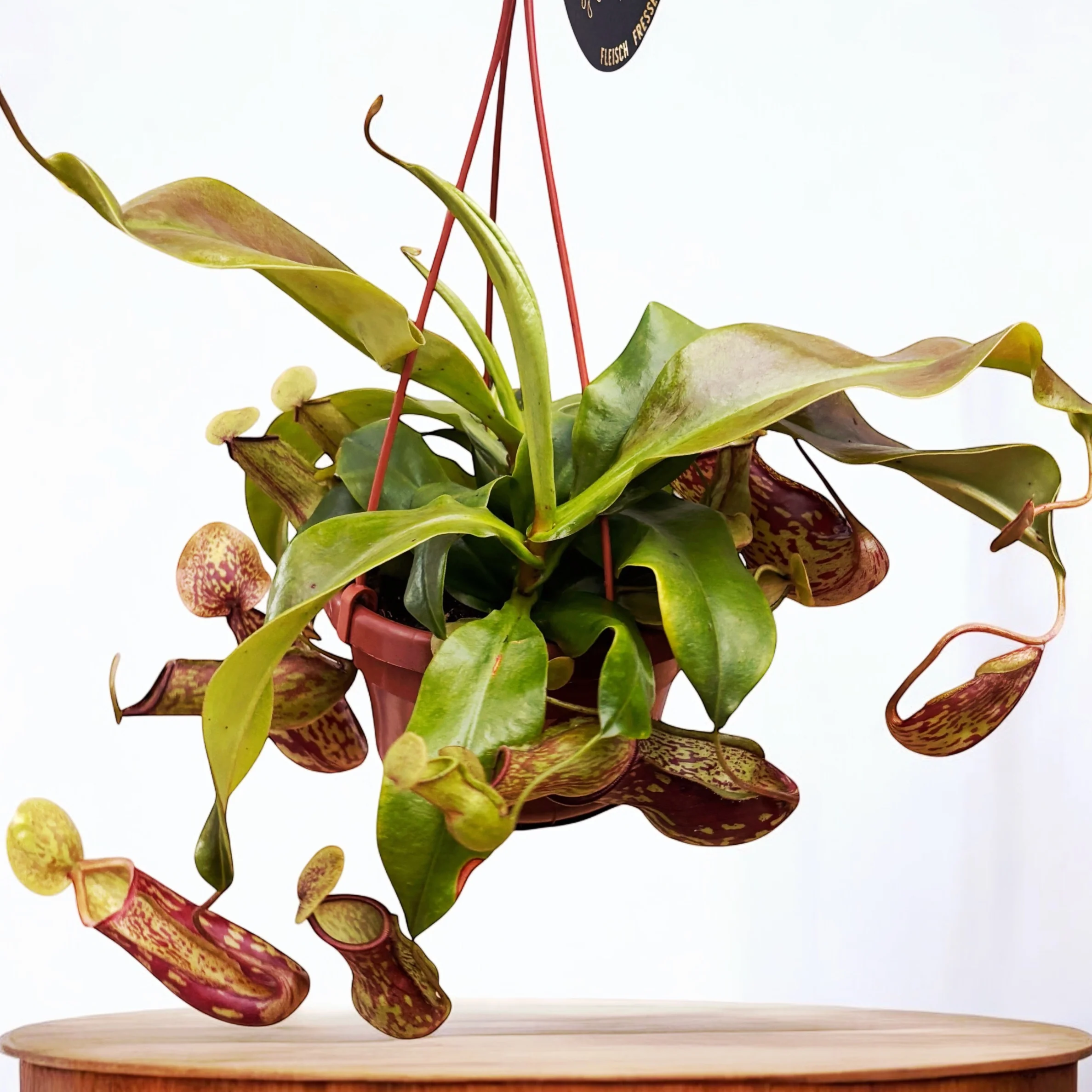 Nepenthes ‘Gaya’ (Monkey Jars) – O planta carnivora spectaculoasa!