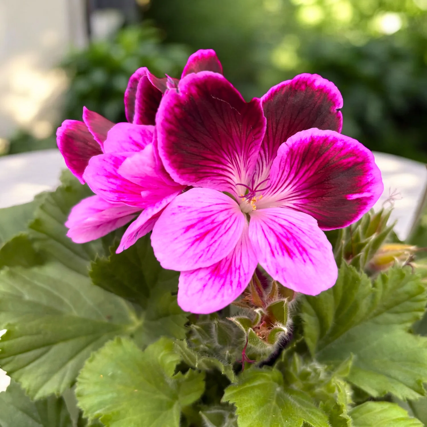 Pelargonium Grandiflorum Judith – muscate englezesti