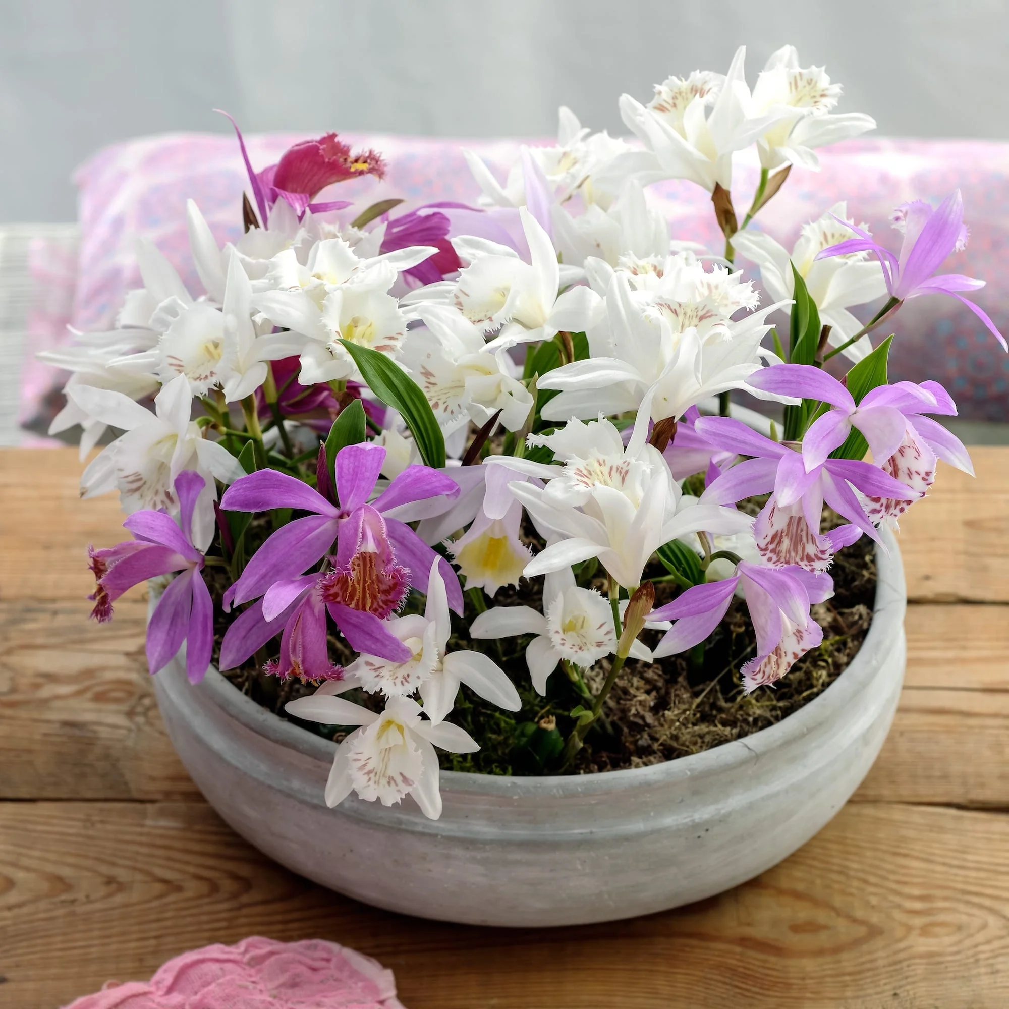 Orhidee de gradina – Pleione mix