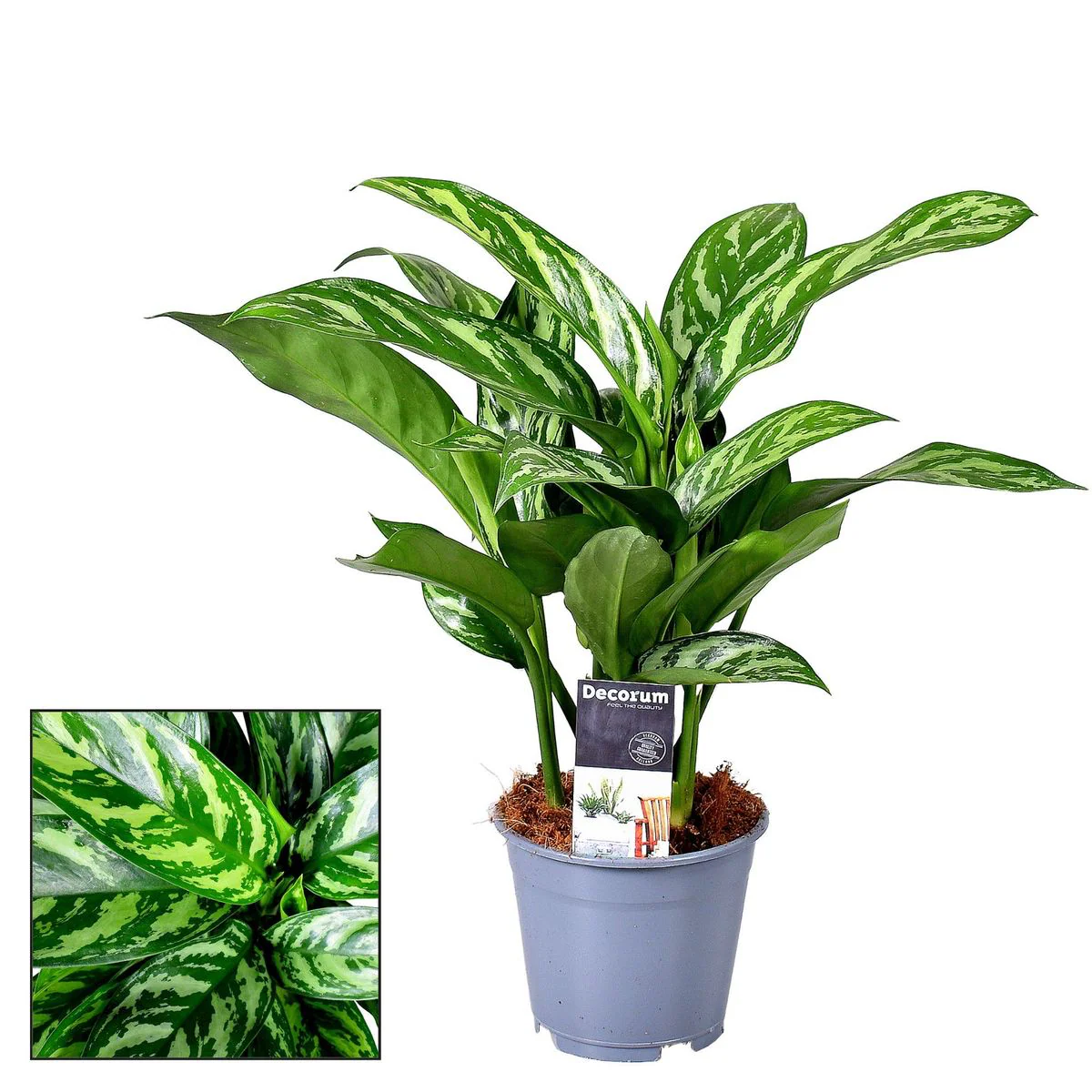 Aglaonema Tigres – 2 plante/ghiveci