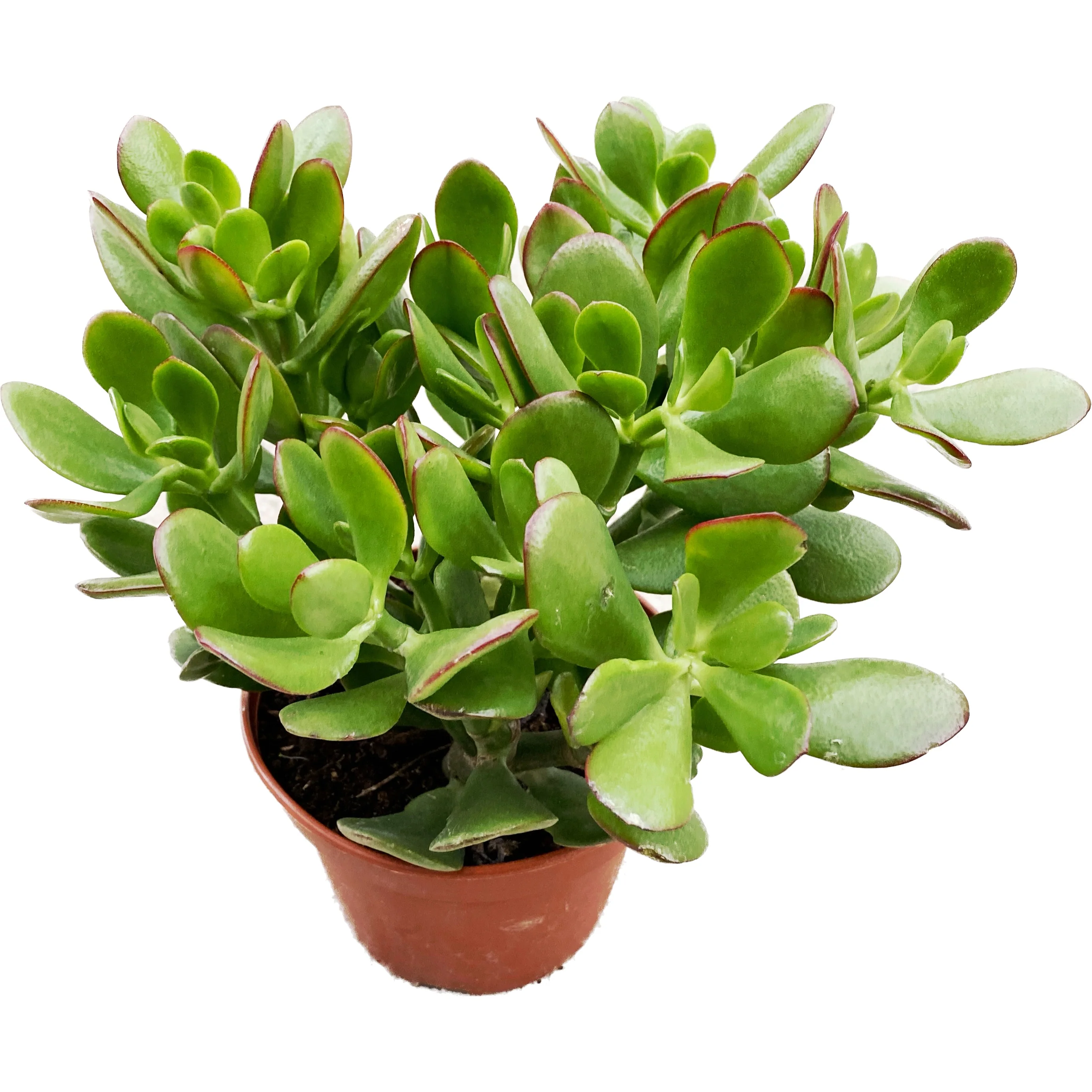 Crassula ovata 'Sunset Canaris’ (copacul cu bani) 2pp