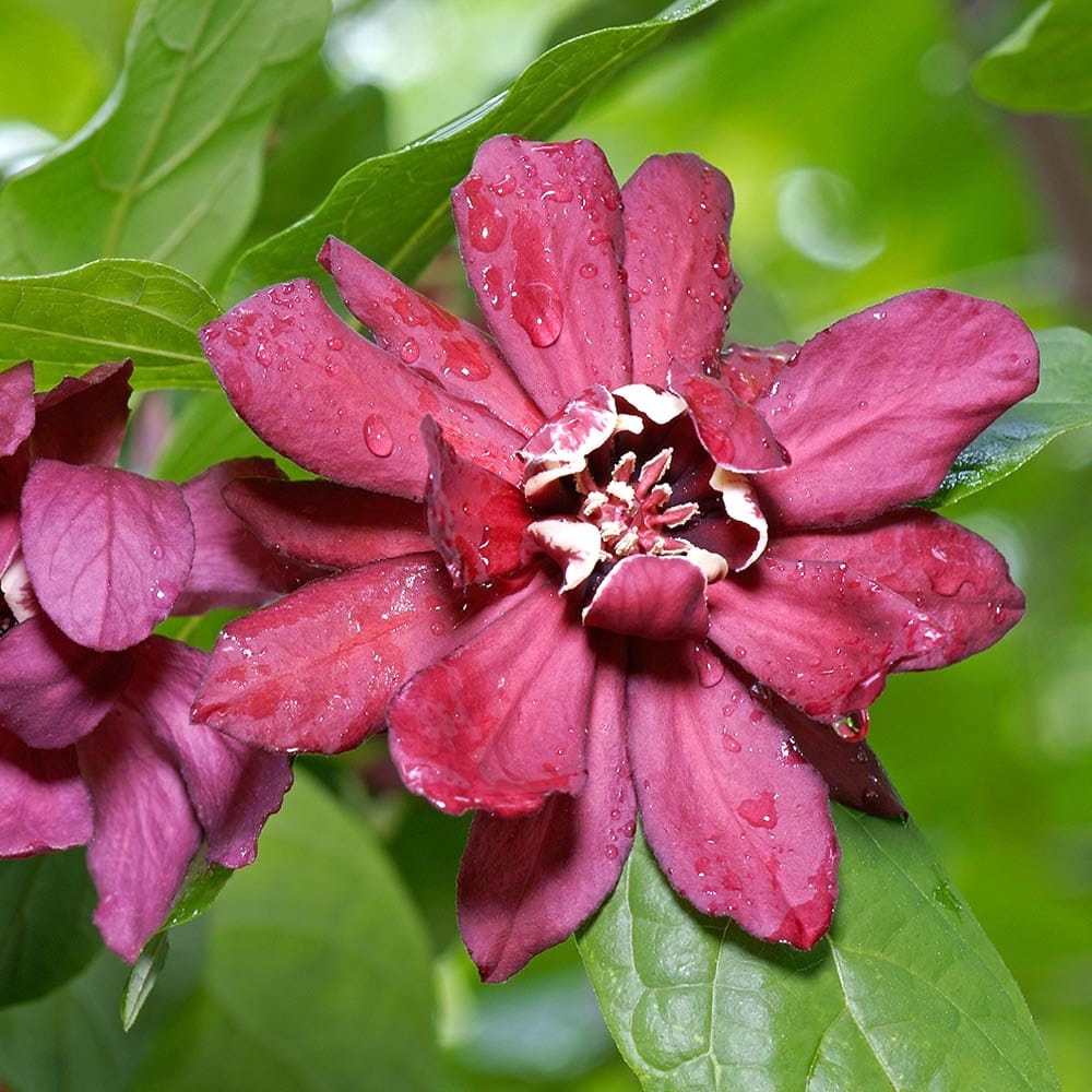 Calycanthus 'Hartlage Wine’ – Orchid Tree – flori mari, parfumate