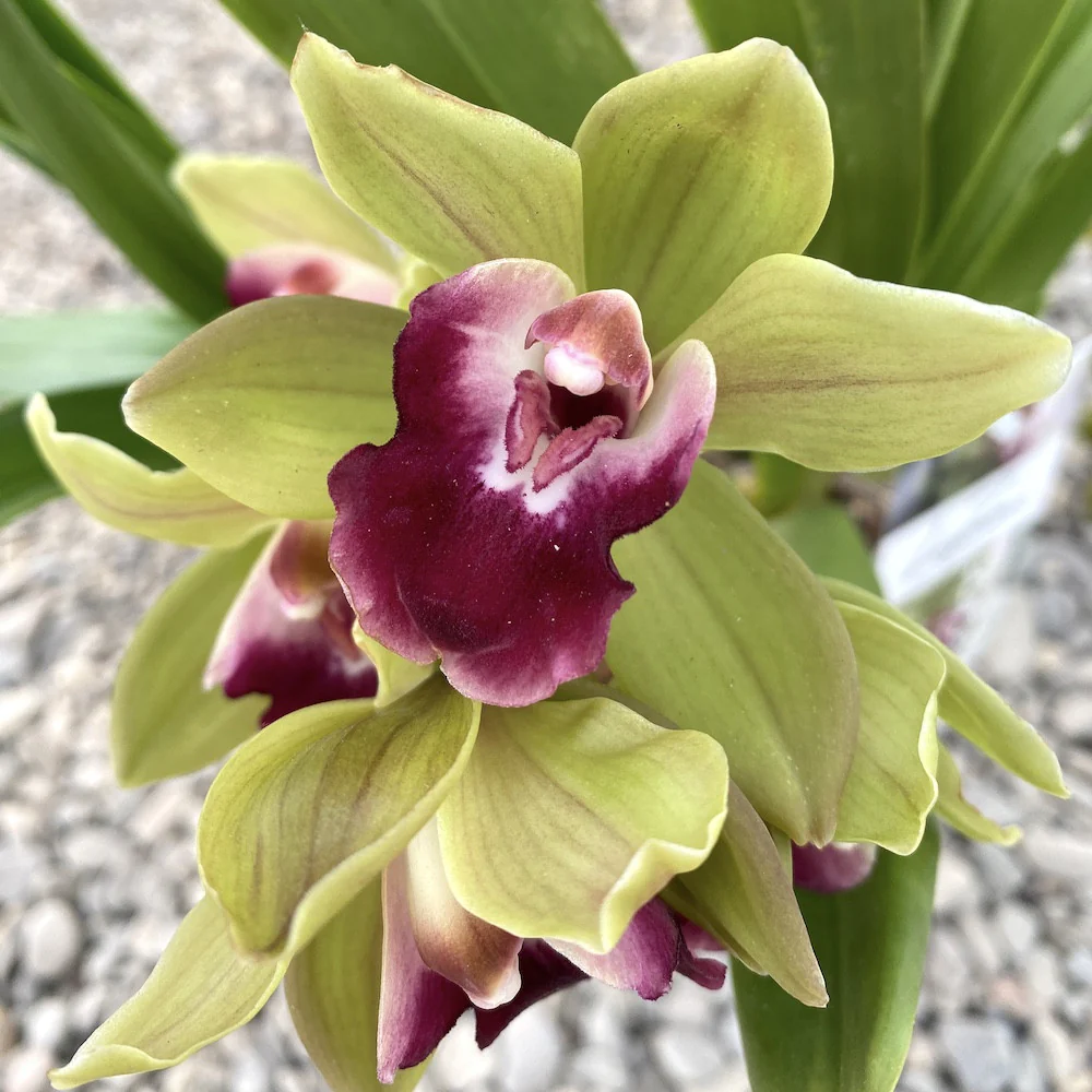 Cymbidium Pearl Dawson 'Procyon’ (curgator)