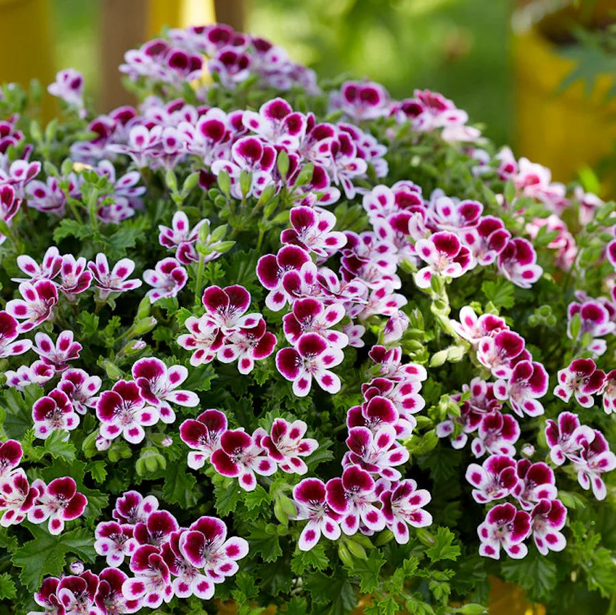 Muscate antitantari parfumate – Pelargonium 'Nova’ Mosquitaway