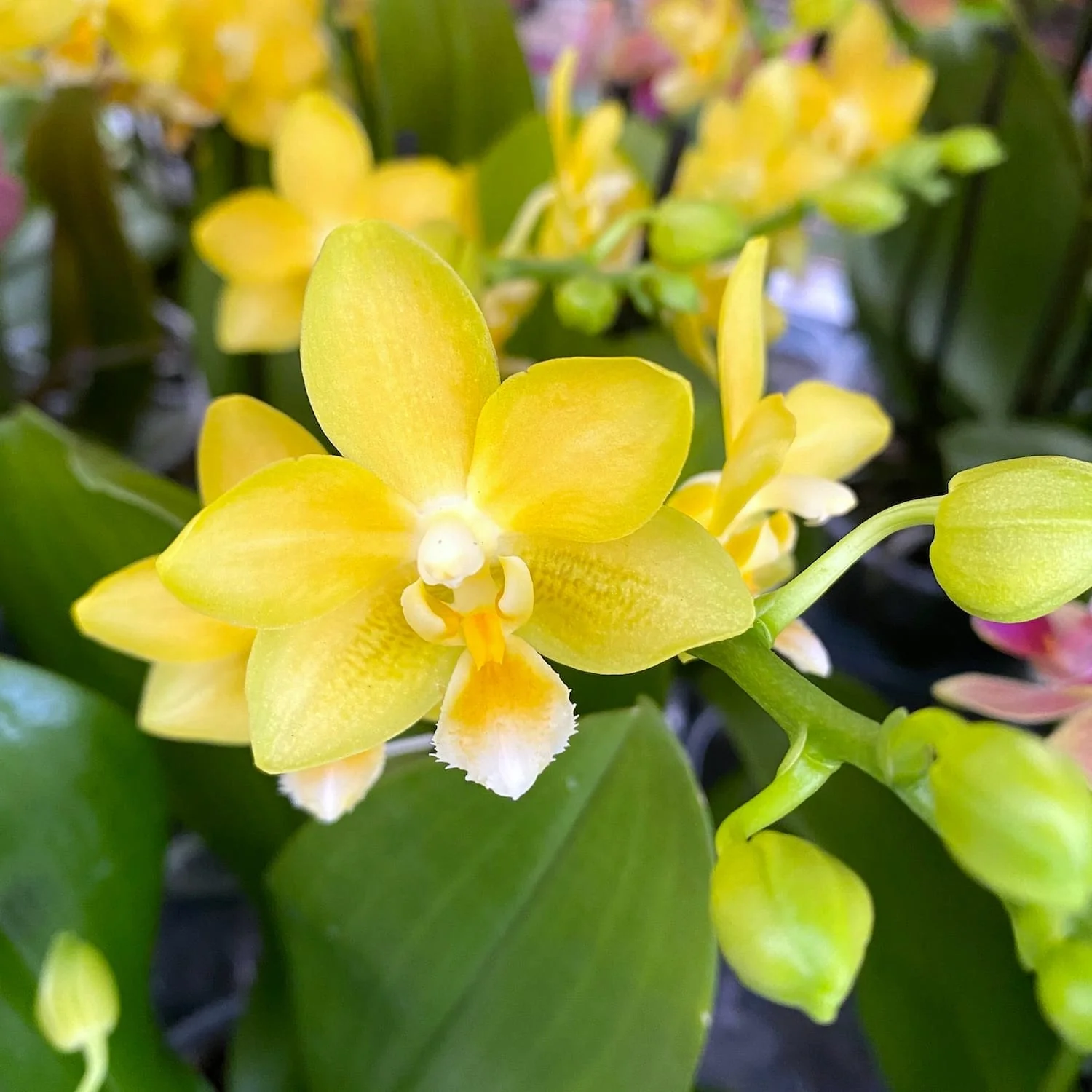 Phalaenopsis Yaphon Perfume 'Yellow’ *parfumata