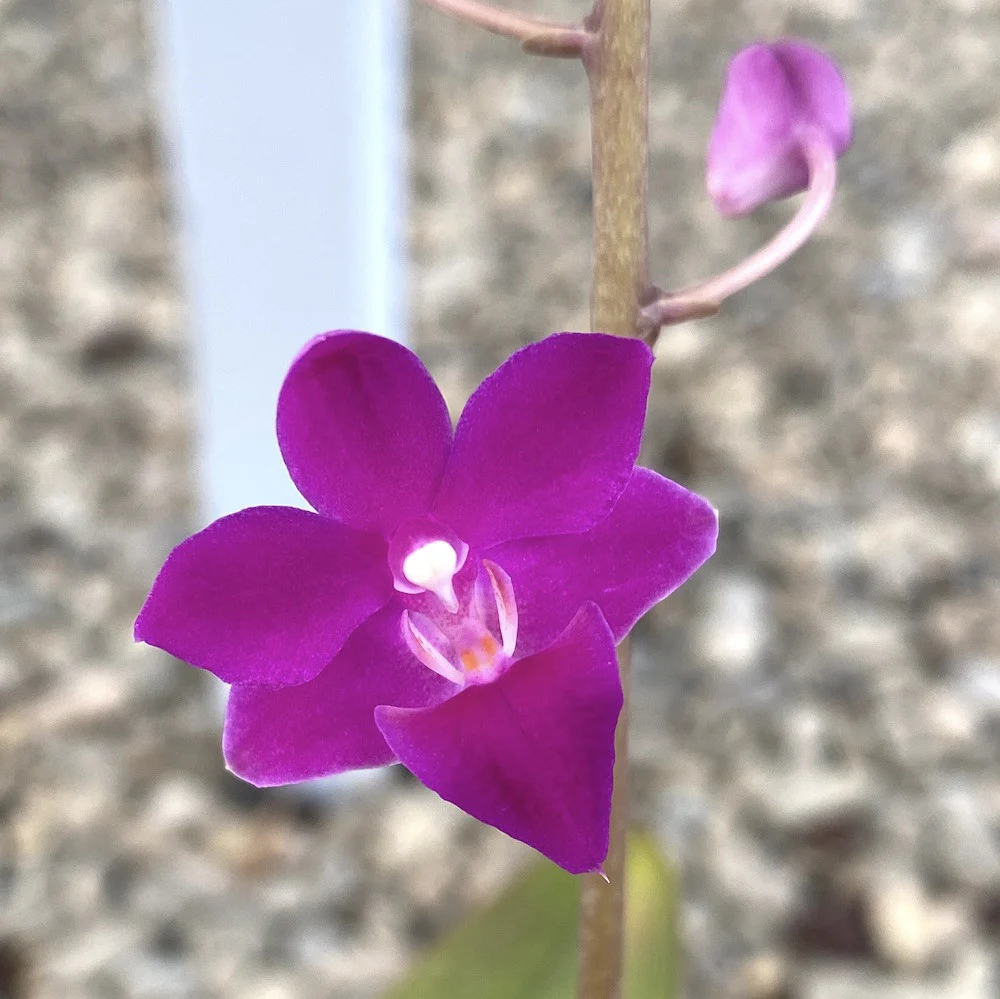 Phalaenopsis Dtps. Purple Gem