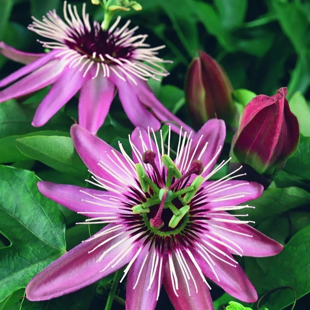 Passiflora caerulea 'Victoria’ (floarea pasiunii)