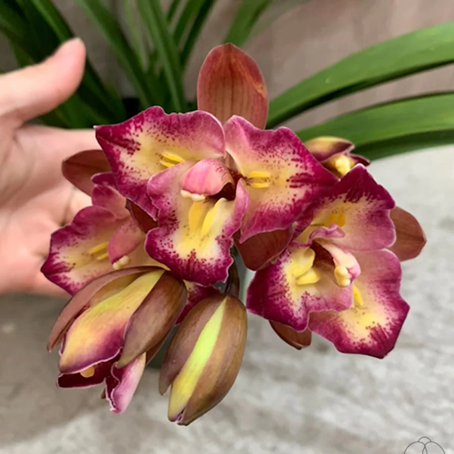 Cymbidium Sweet Wine (Cymbidium 'No.17′) (peloric)