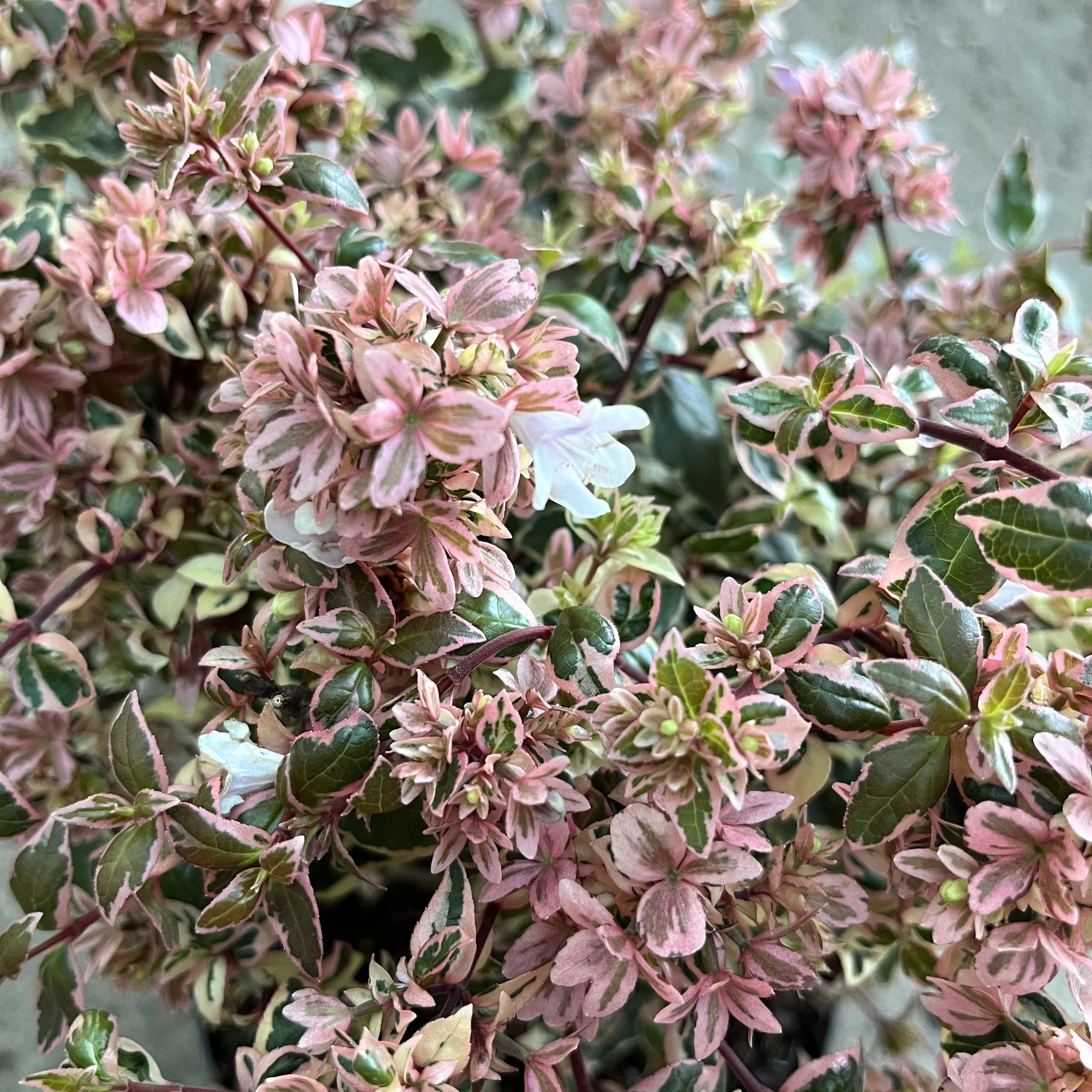 Abelia grandiflora 'Magic Daydream’