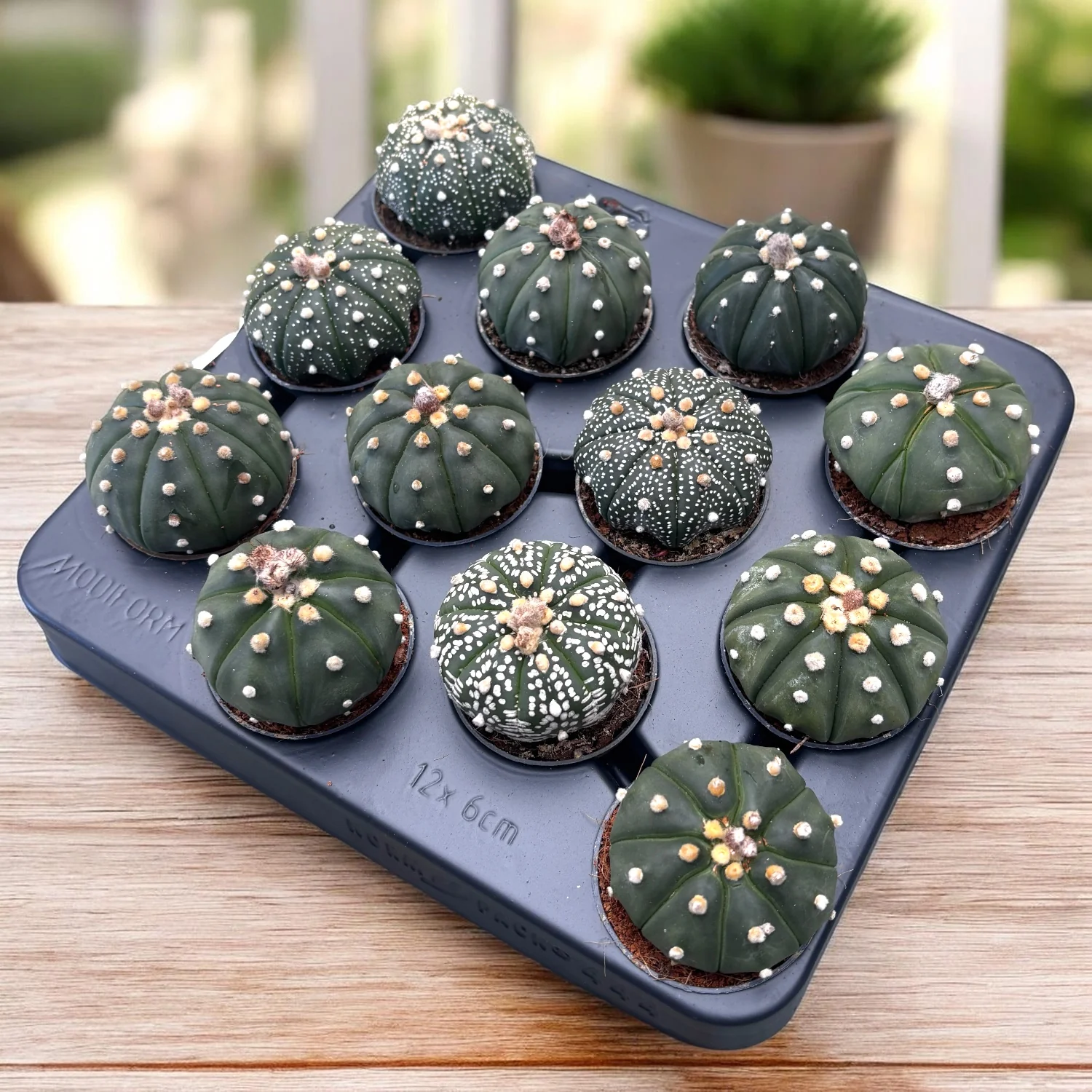 Astrophytum asterias mix – Silver Dollar Cactus