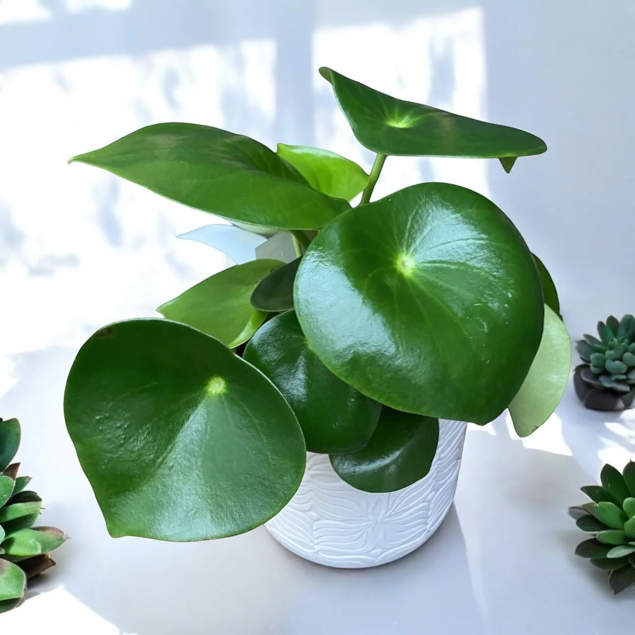 Peperomia polybotrya 'Raindrop’