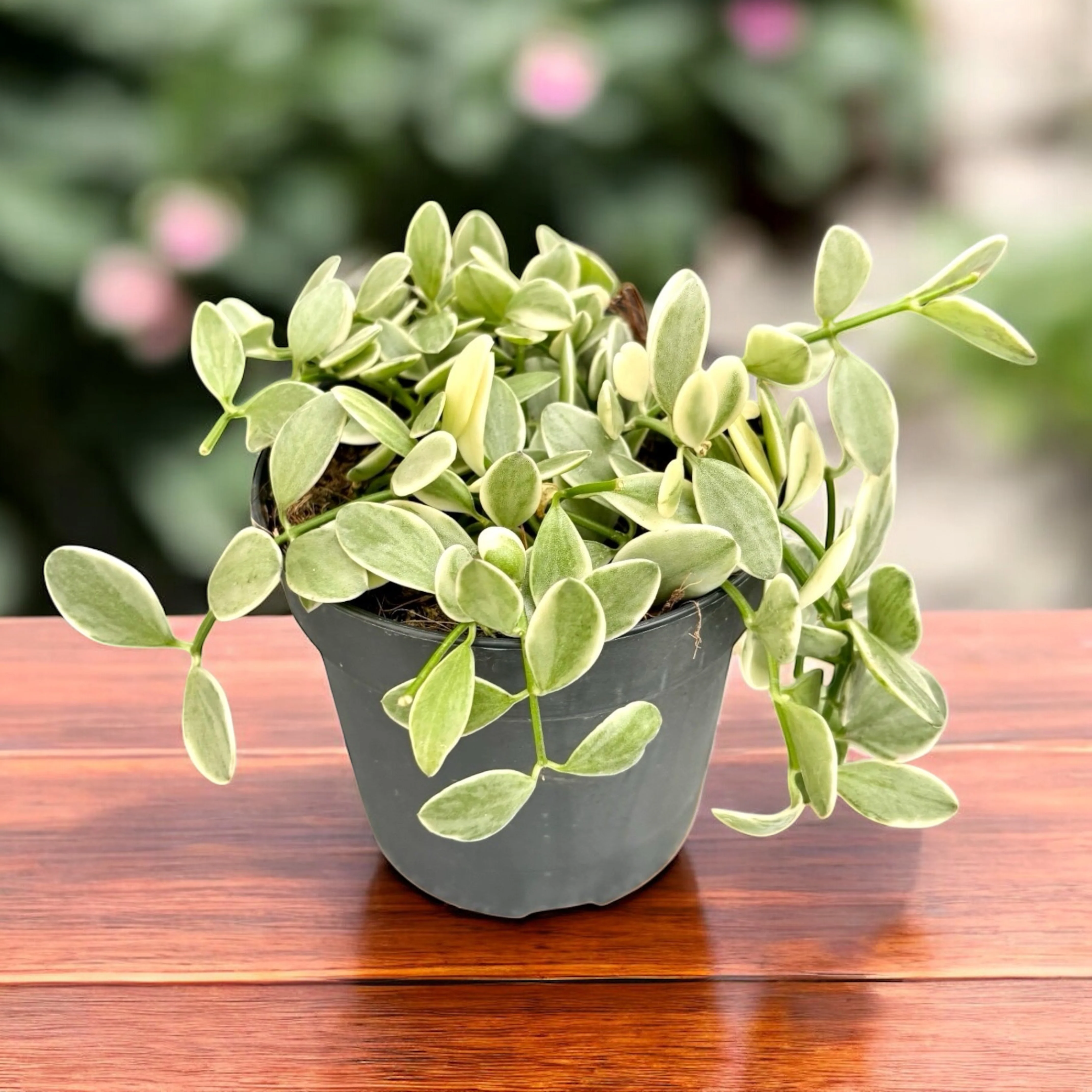 Dischidia oiantha 'Variegata’ (White Diamond)